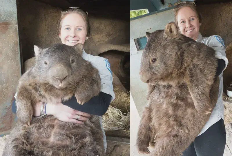 15 Insanely Huge Oddities That Will Leave You Stunned! 🤯 19 Absolute Units of a wombat