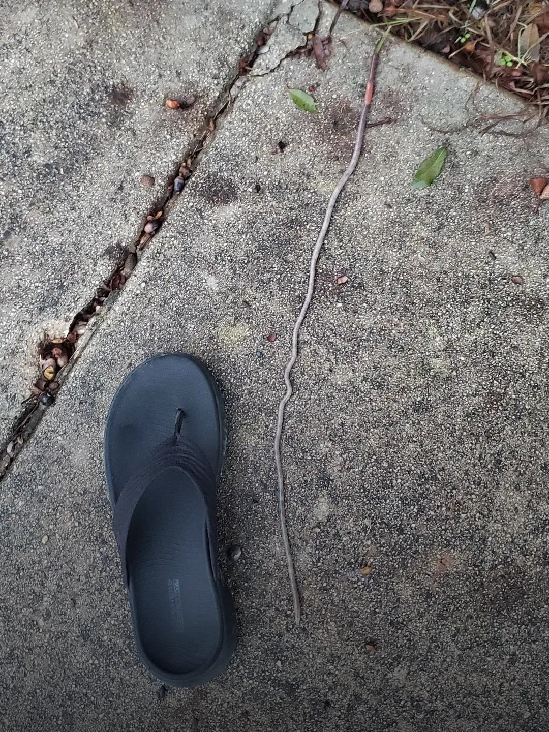 Unveiling 12 Enormous Oddities That Challenge Size Norms! đ 25 Absolute Units of a worm...