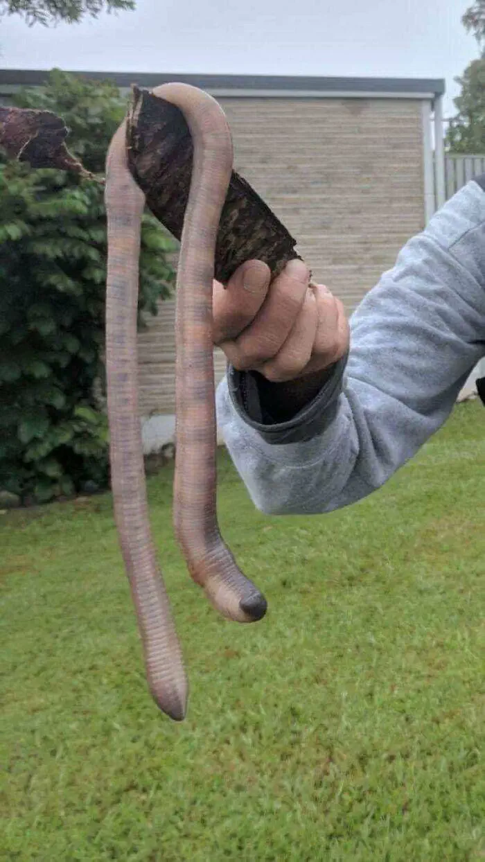 12 Breathtaking Behemoths You Didn't Know Existed! 🌍✨ 20 Absolute Units of a worm