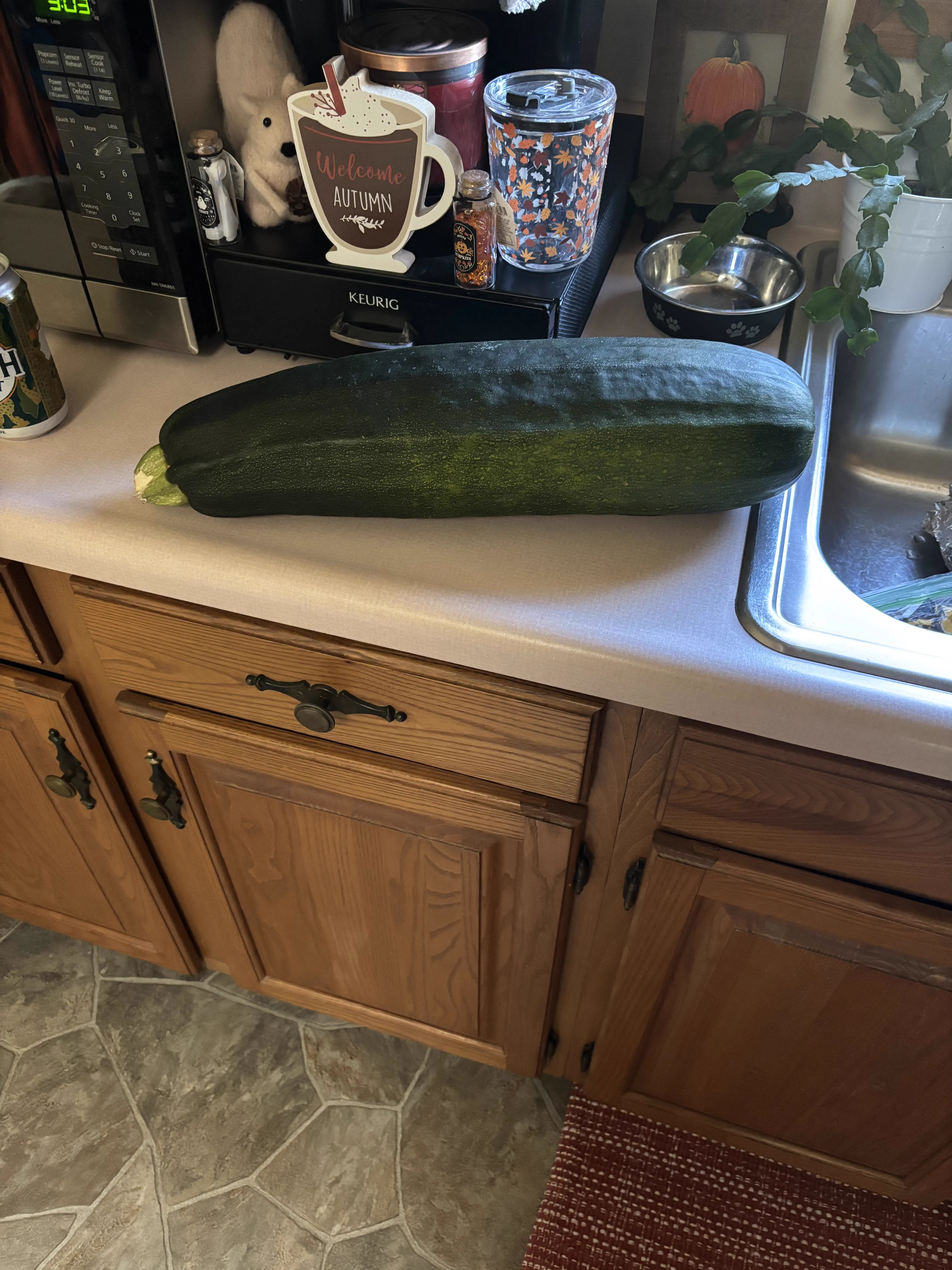 Unveiling 8 Monstrous Oddities That Will Amaze You! 🌍🤯 11 Absolute Units of a zucchini