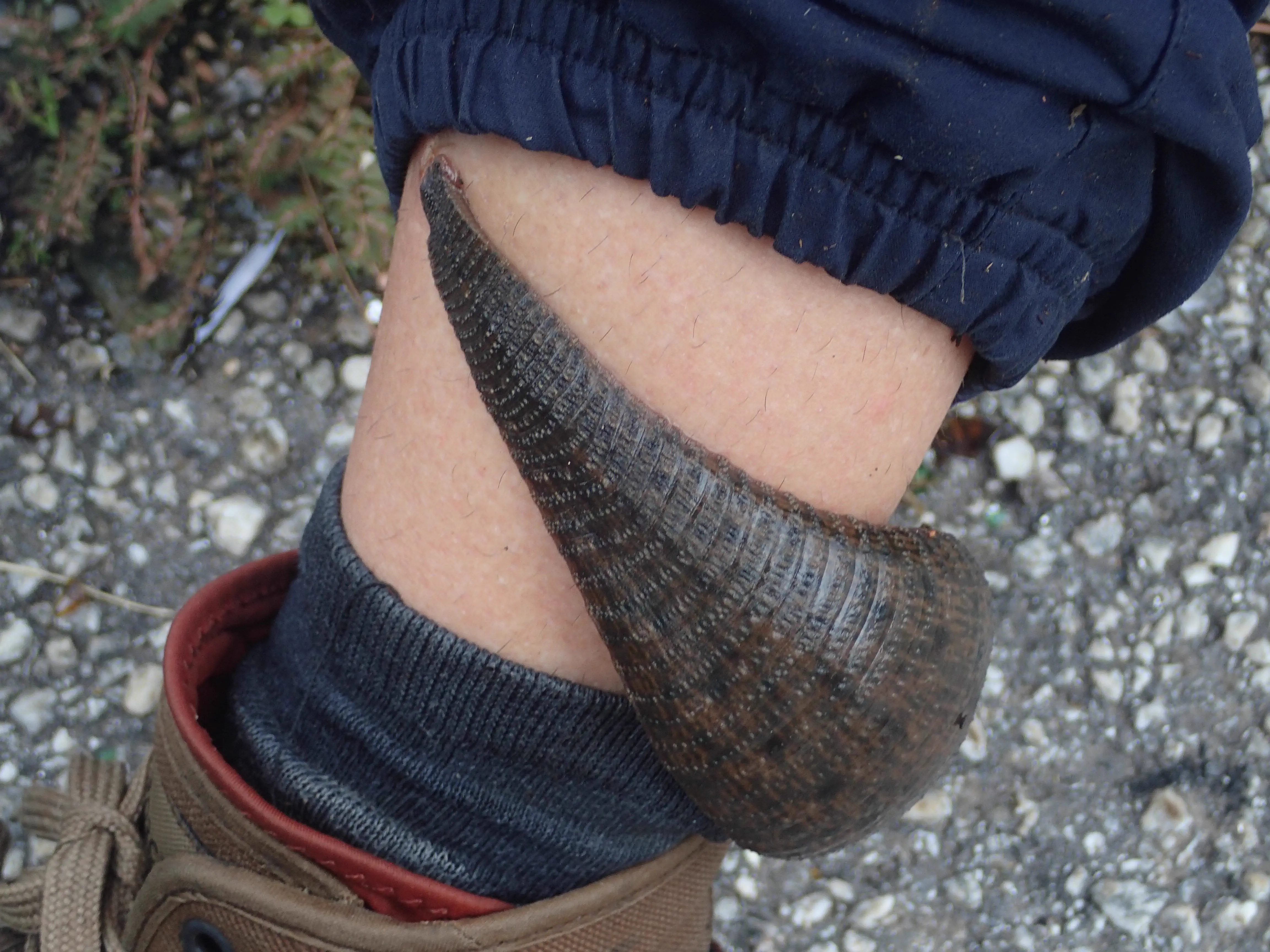 Unveiling 8 Monstrous Oddities That Will Amaze You! 🌍🤯 13 Absolute Units of an Amazon leech