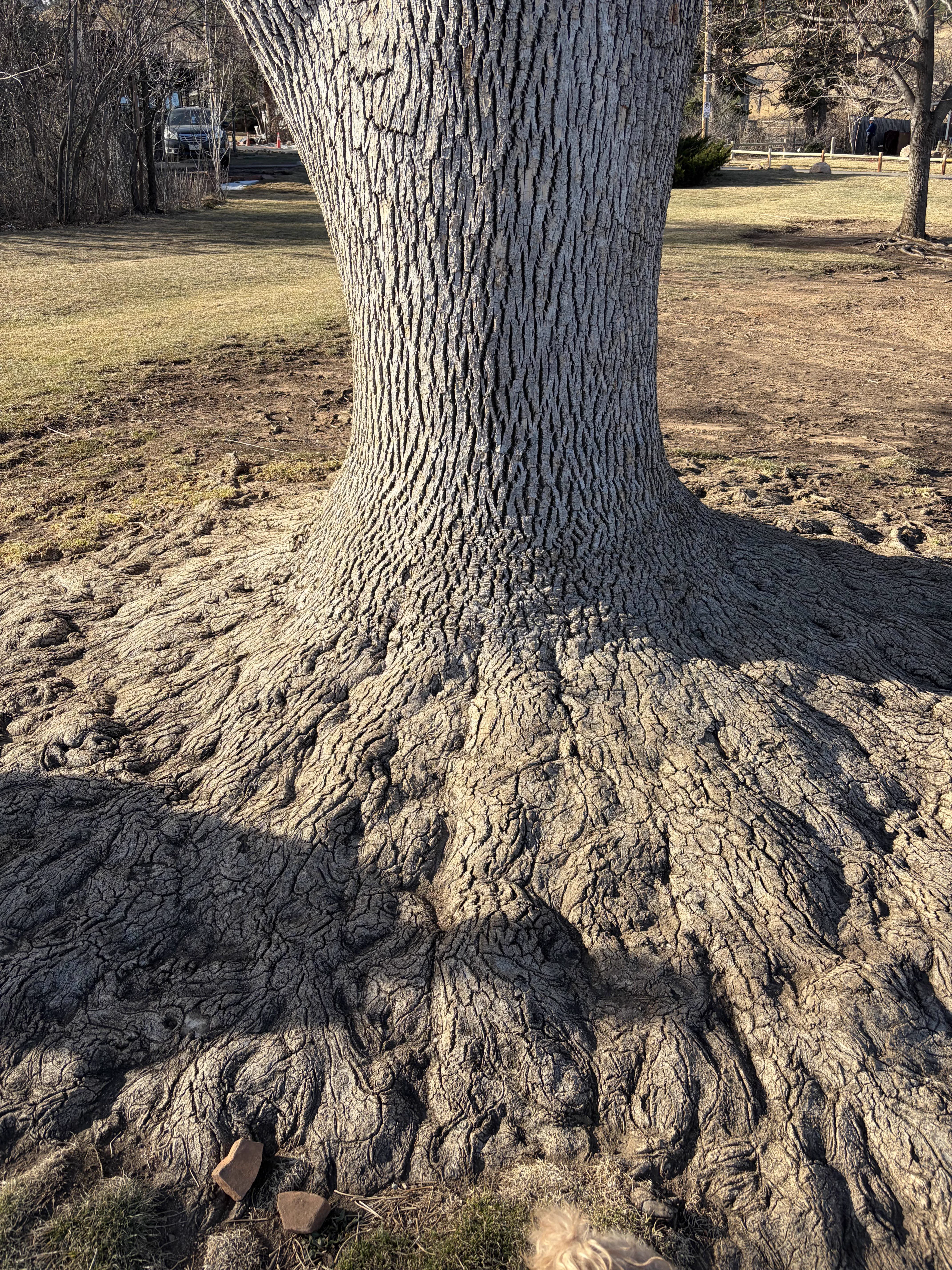 Nobody Was Ready for These 10 Absolute Units đ« 22 Absolute units of a massive ash tree with an enormous trunk