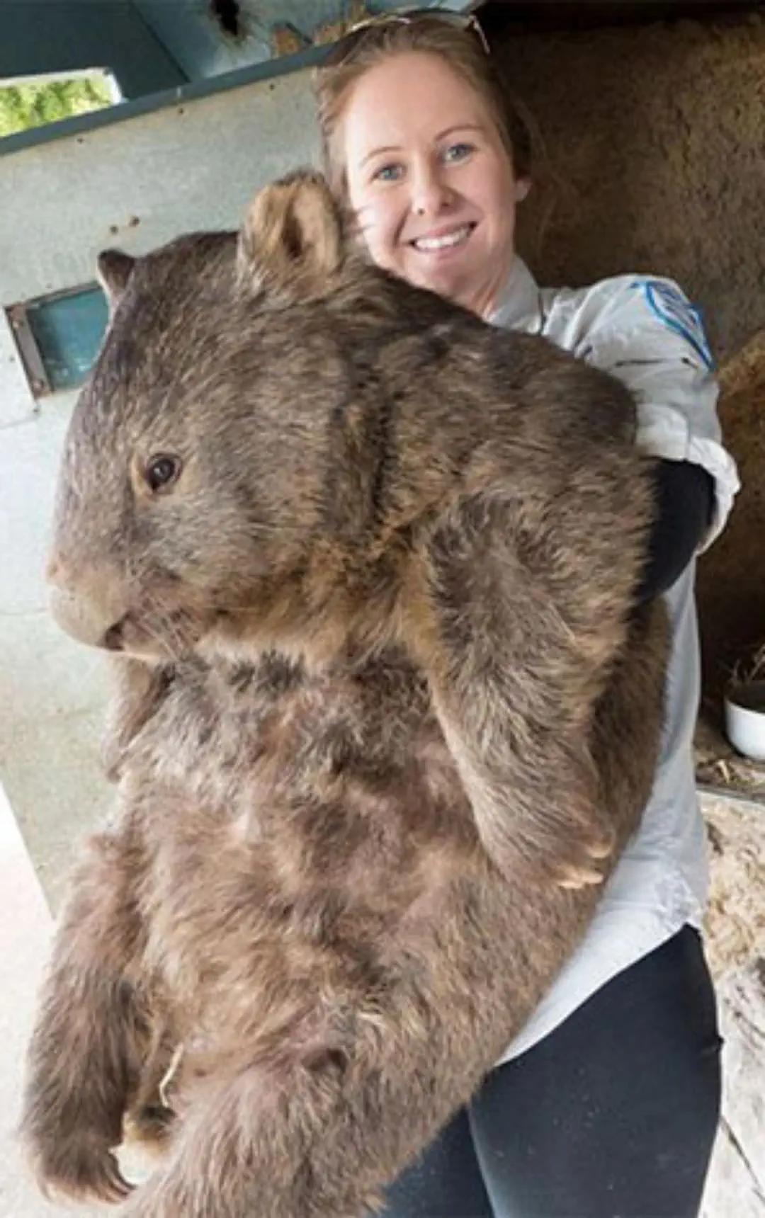 12 Huge Icons Redefining What Massive Truly Means! 🌍🐾 19 Absolute Units of an Australian wombat