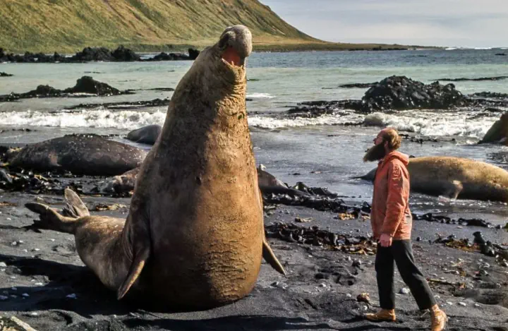 8 Unbelievable Oddities That Redefine What Size Means! 🌍🤯 13 Absolute Units of an elephant seal