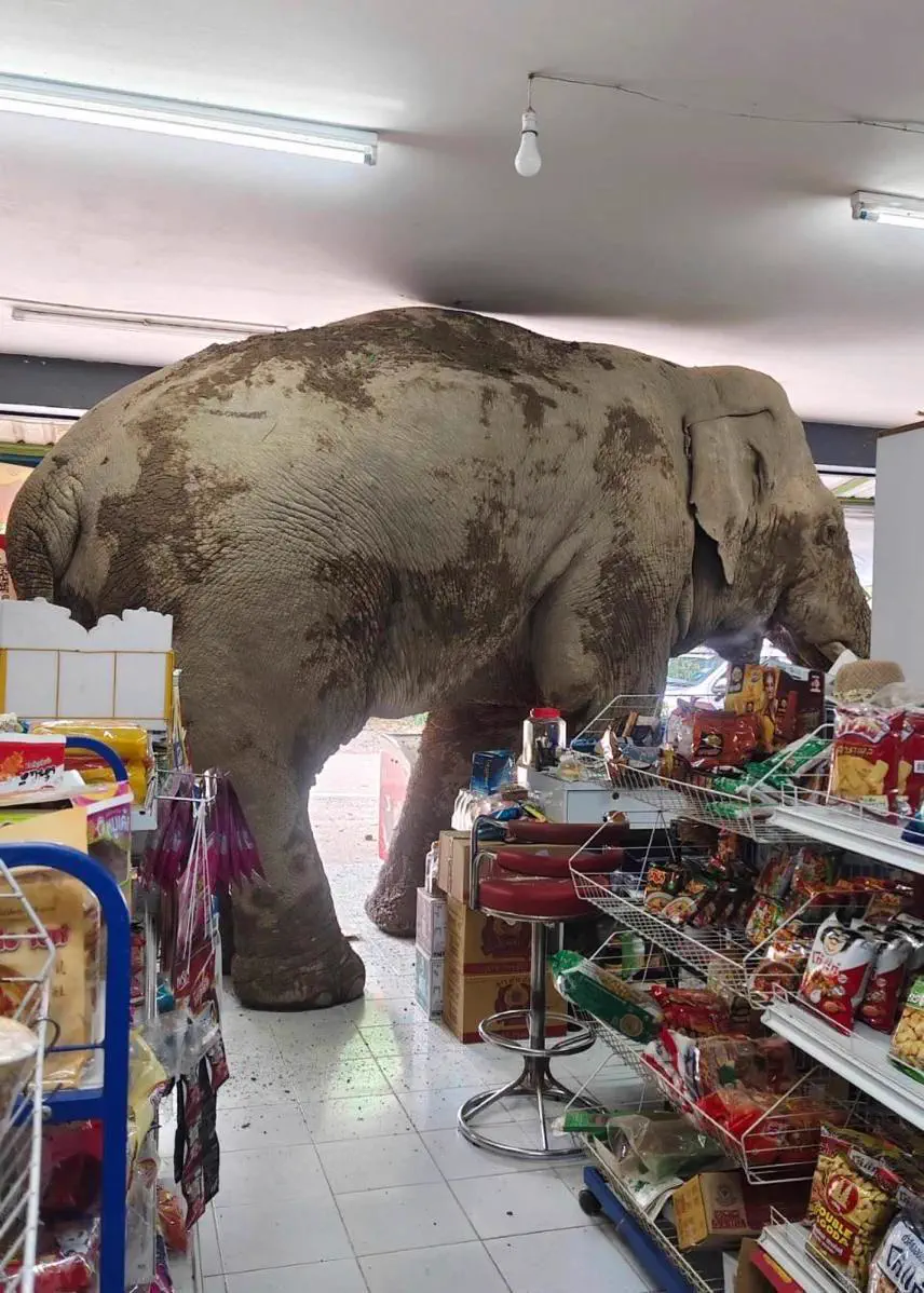 Unveiling 8 Monstrous Oddities That Will Amaze You! 🌍🤯 17 Absolute Units of an elephant