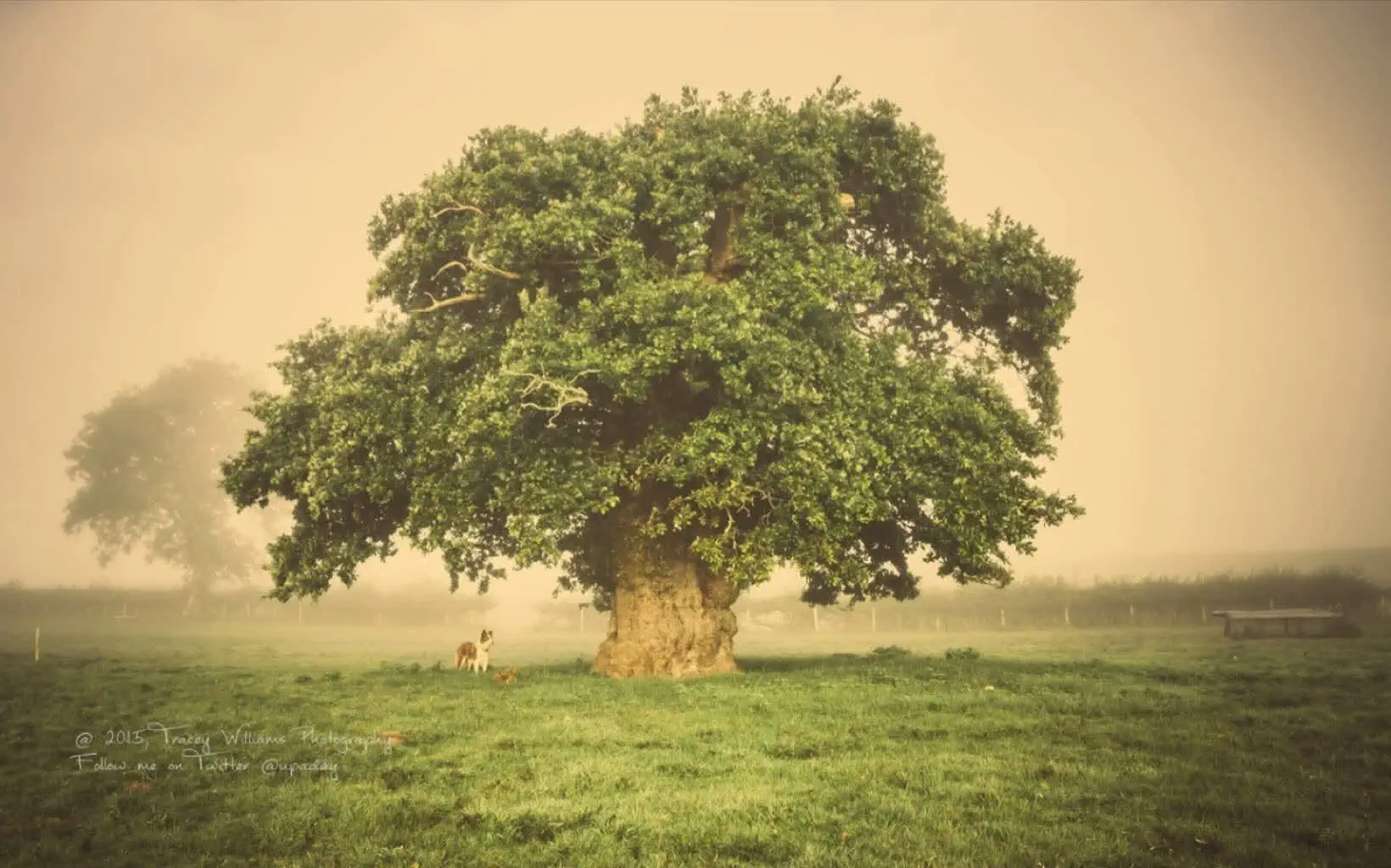 12 Unforgettable Absolute Units Redefining 'Massive'! đ 19 Absolute Units of an oak tree in Wales