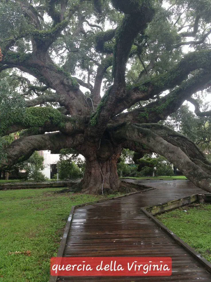 Unveiling 12 Enormous Oddities That Challenge Size Norms! đ 16 Absolute Units of an oak tree