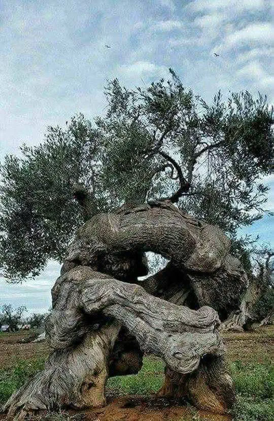 12 Mind-Bending Absolute Units You Need to Witness! 🤯 31 Absolute Units of an olive tree