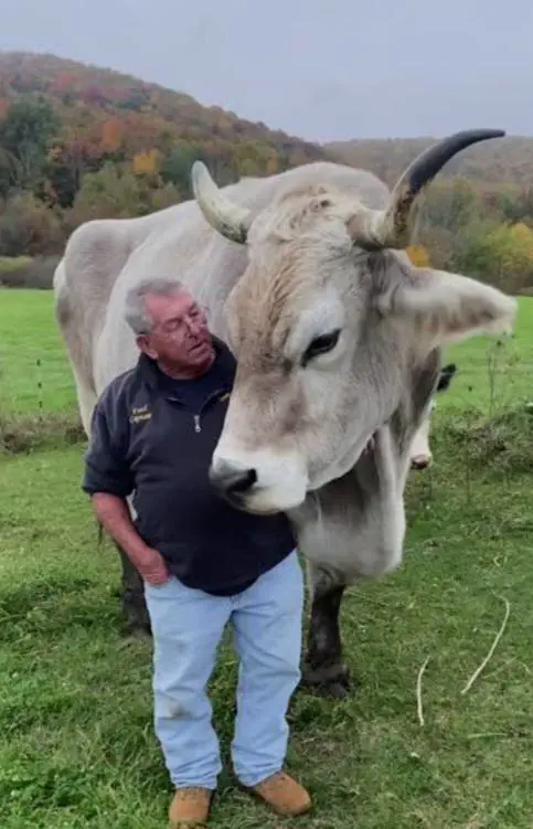 12 Unforgettable Absolute Units Redefining 'Massive'! đ 23 Absolute Units of an Ox