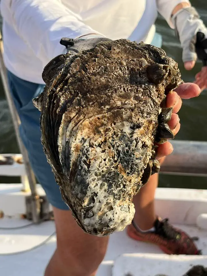 10 Epic Oversized Wonders You Have to Discover! 🐾✨ 15 Absolute Units of an oyster