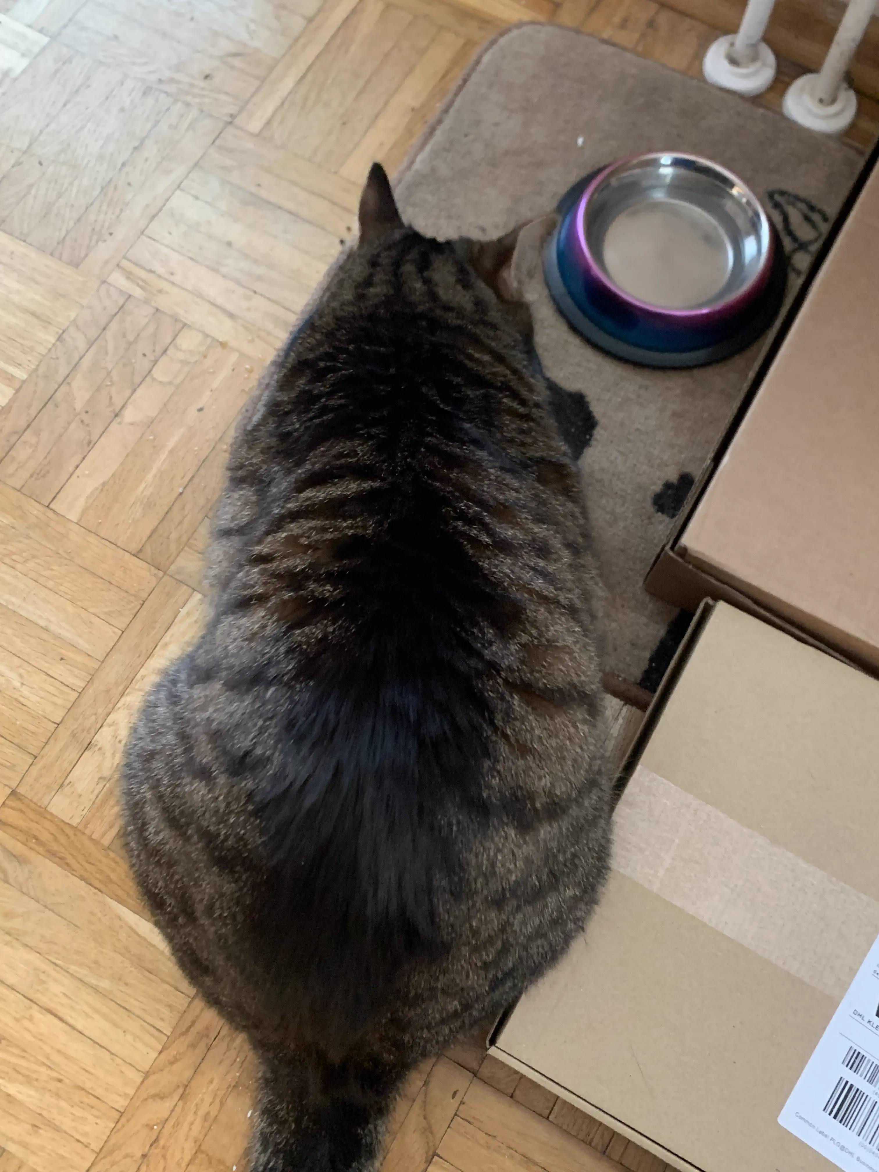 10 Colossal Absolute Units That Will Take Your Breath Away! đ 21 Absolute Units of the cat that always visits my house