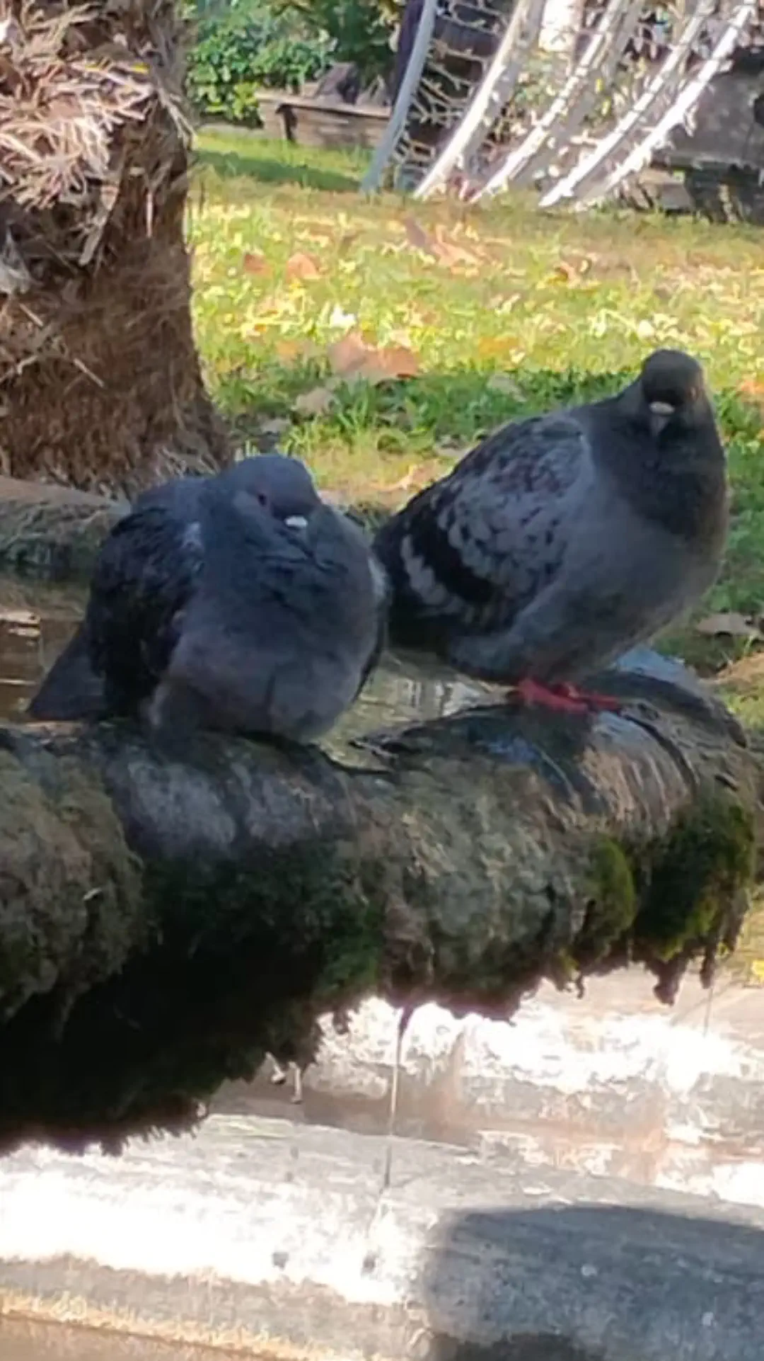 12 Unforgettable Absolute Units Redefining 'Massive'! đ 18 Absolute Units of this two pigeons my sister captured on camera
