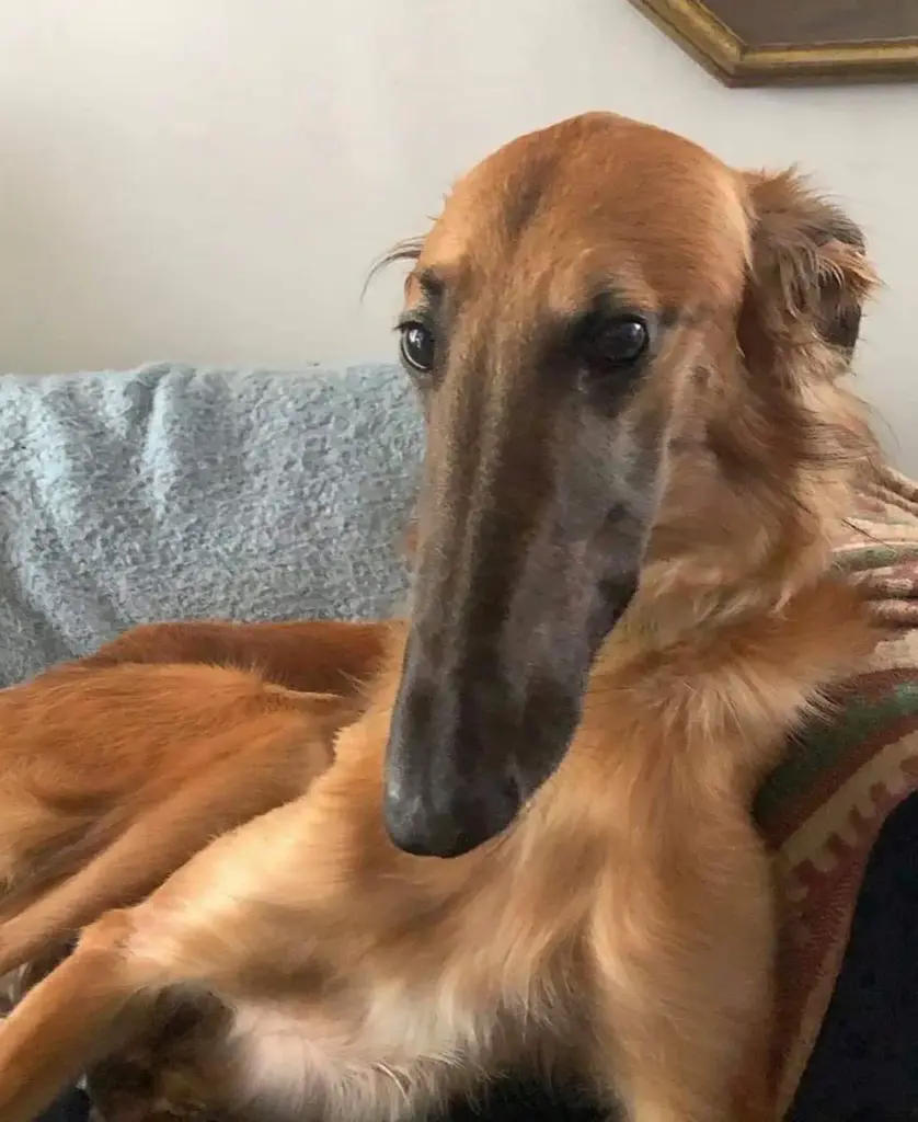 12 Mind-Bending Absolute Units You Need to Witness! 🤯 1 absolute units this breed of dog is called a borzoi it has an absolute unit of a sniffer