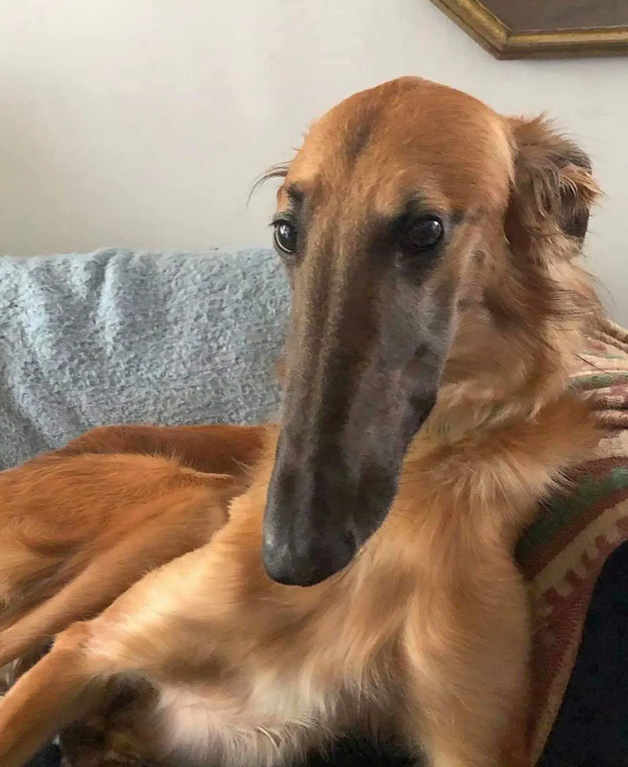 12 Mind-Bending Absolute Units You Need to Witness! 🤯 24 Absolute Units This breed of dog is called a Borzoi. It has an absolute unit of a sniffer