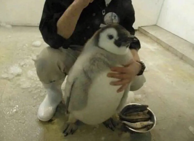 The 10 Most Enormous Beings the Internet Caught đ« 15 Absolute Units Absolute unit of a penguin