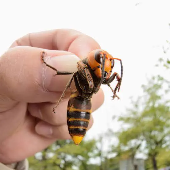14 Absolute Units That Broke Every Known Scale 🫣 19 Asian giant hornet that can spray venom into eyes