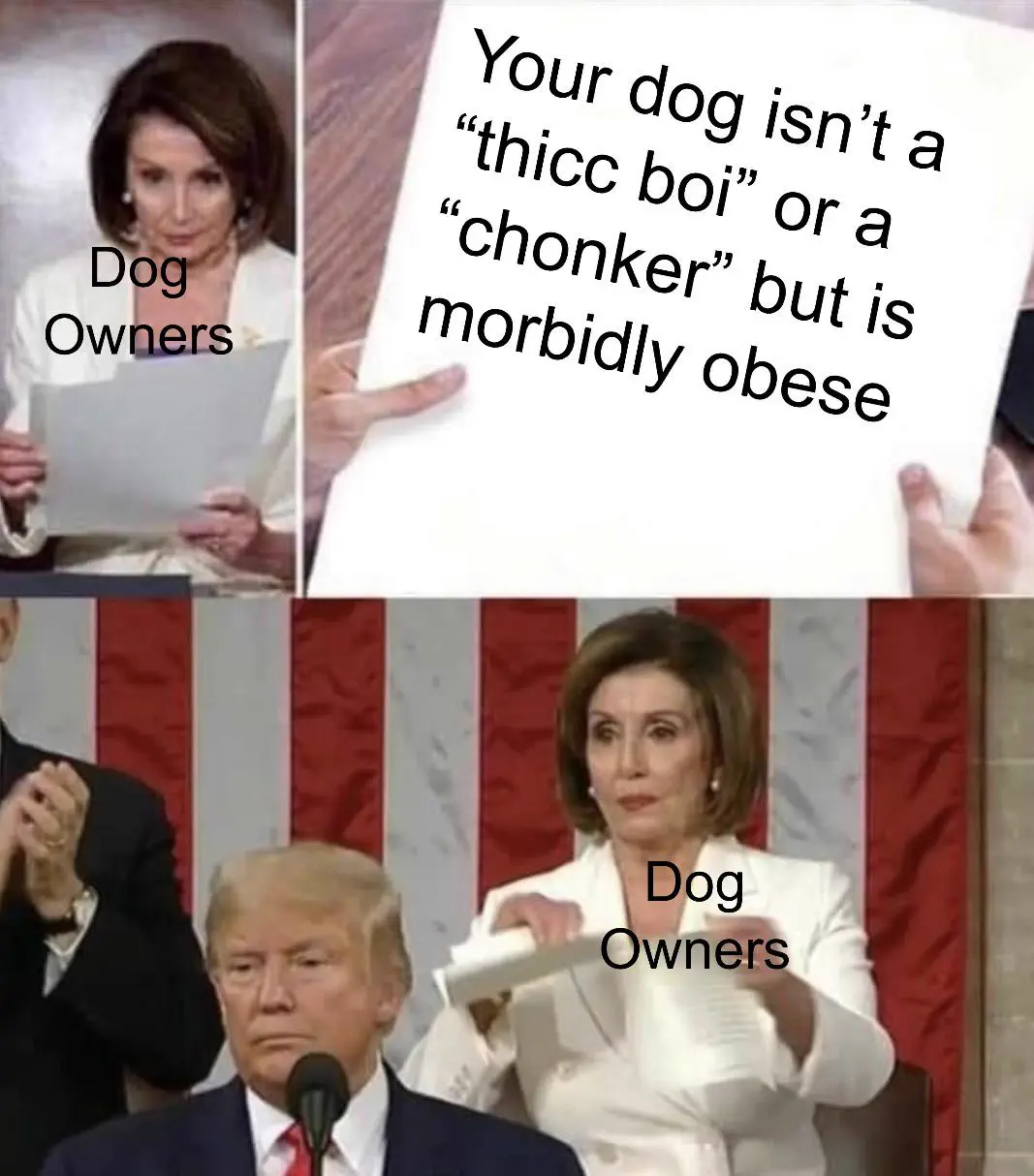 RANKING: The 13 Chonkiest Beings Ever Documented 21 Absolute Units Keep your pets healthy please