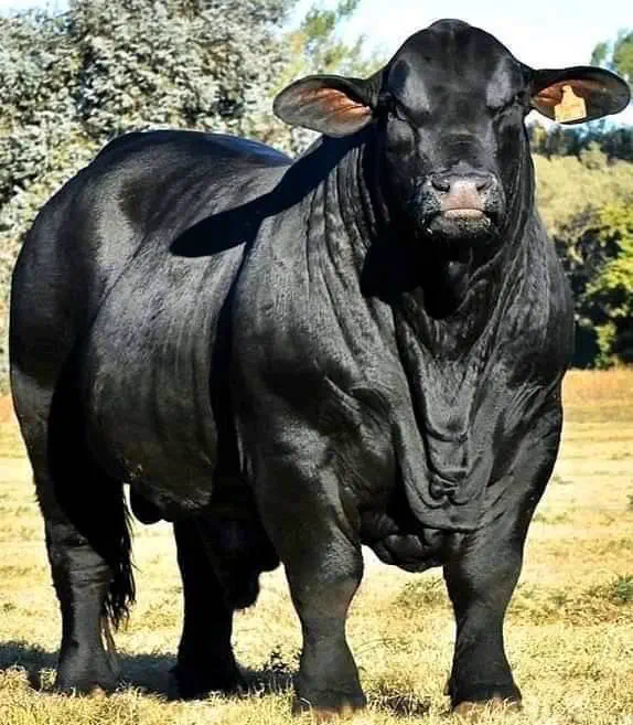 Wait Till You See These 12 Chonky Units Built Different đ« 25 Absolute Units Massive Bull