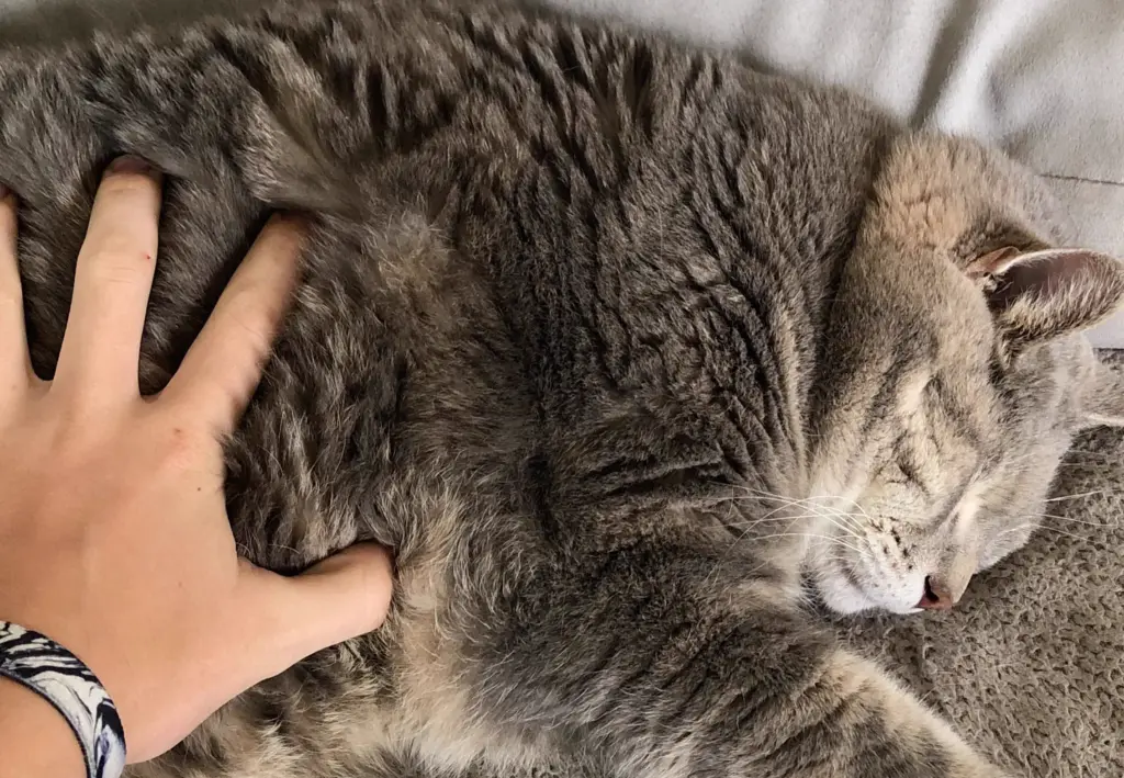 14 Absolute Units That Broke Every Known Scale 🫣 102 absolute units my cat that was eaten by a coyote he was 21 lbs and he died fighting