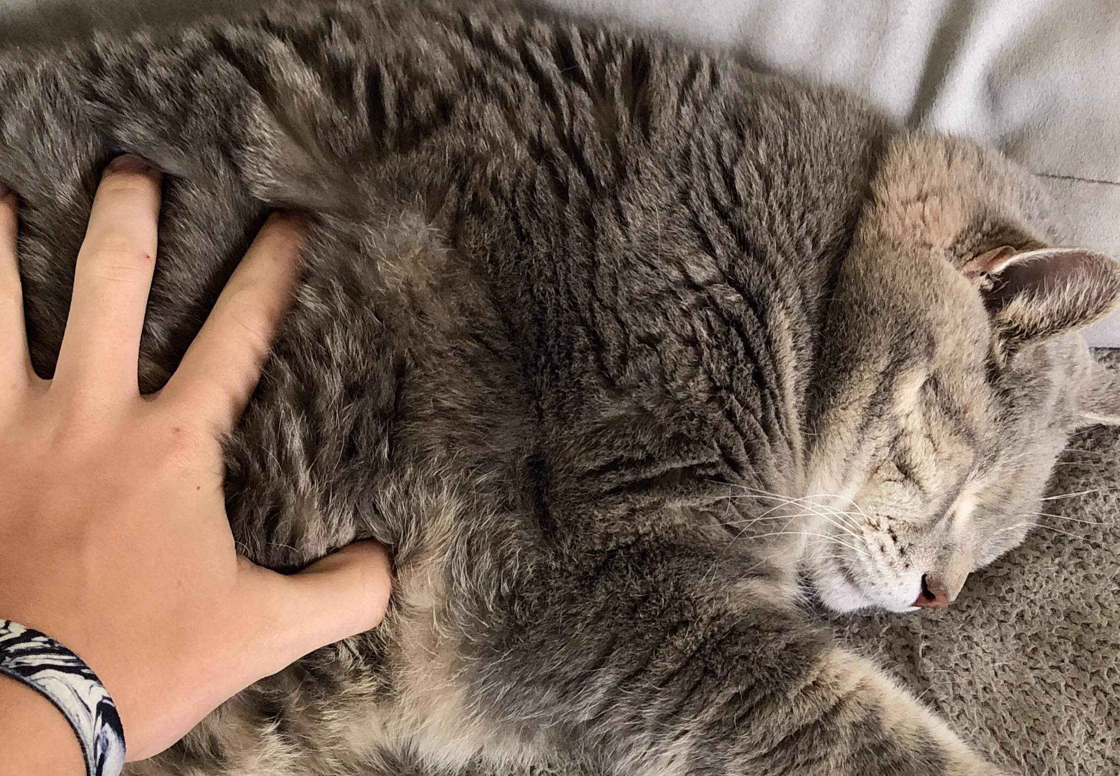 14 Absolute Units That Broke Every Known Scale 🫣 20 21 pound cat that was an absolute unit