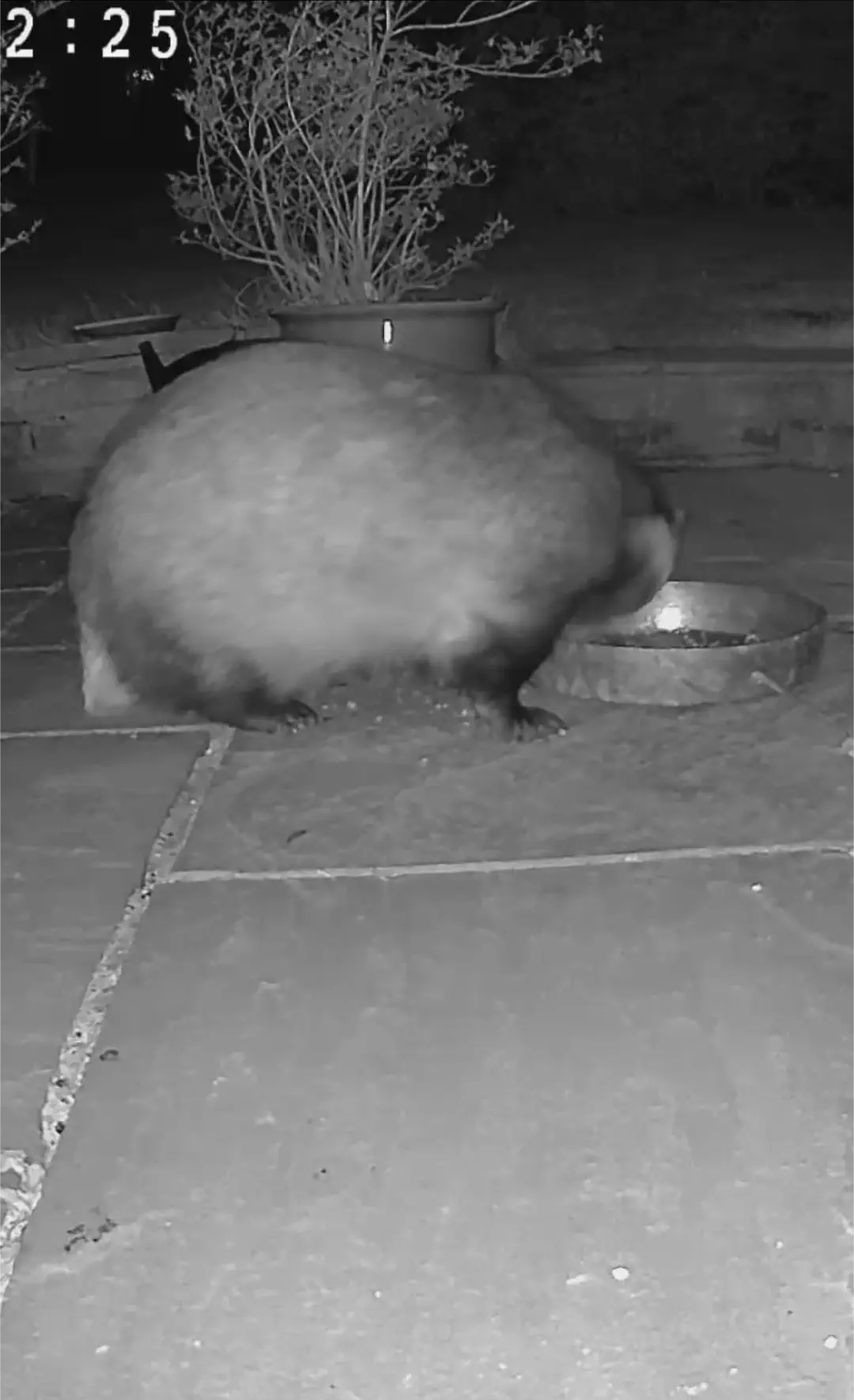 POV: You vs These 9 Absolute Tanks đ« 12 A massive badger looking incredibly chunky and fierce