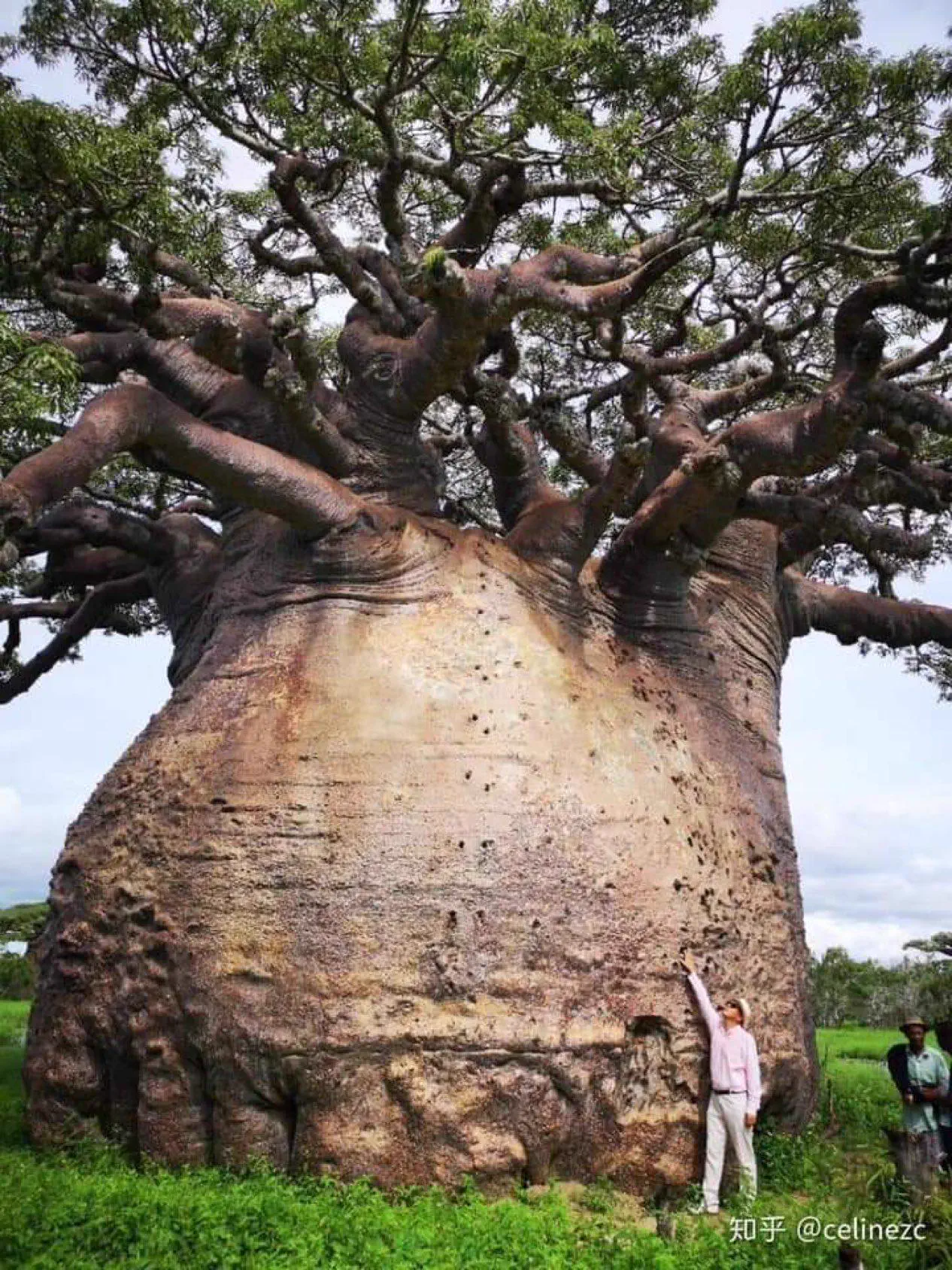 The 12 Chonkiest Units the Internet Couldn't Handle đ« 19 Absolute Units of a Baobab tree
