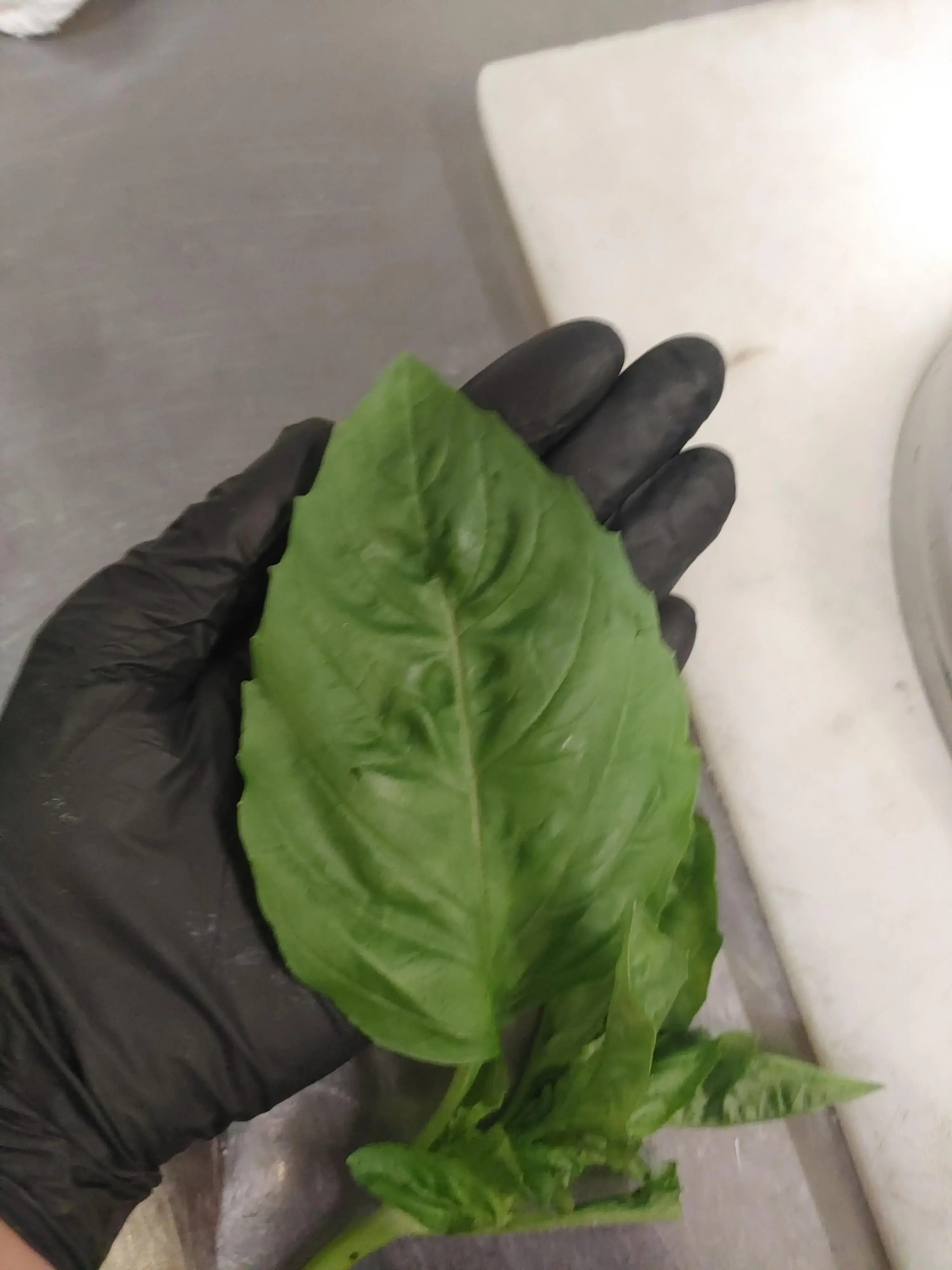 Ranking The 11 Chonkiest Absolute Units Ever Caught đ« 27 Absolute Units of a basil