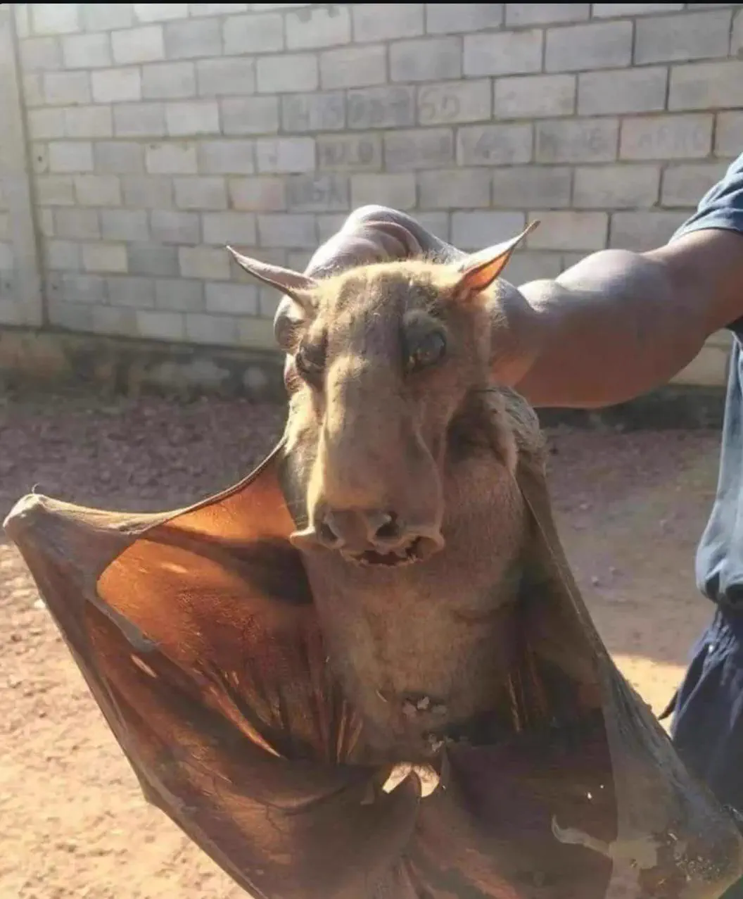 14 Big Boys That Stole Our Hearts and Broke the Scale đ« 28 Absolute Units of a bat