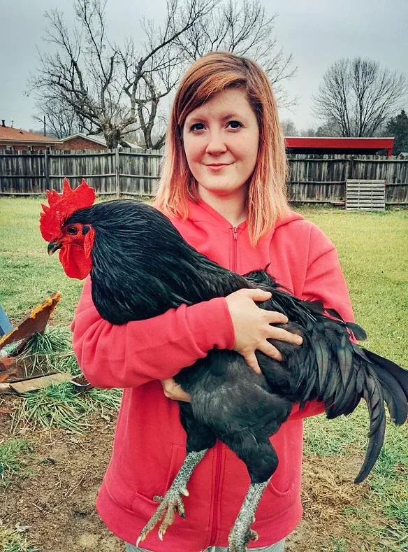 We Found 14 Chonky Wonders That Defy Logic and Shock Fans 😲 28 Absolute Units of a big black male chicken