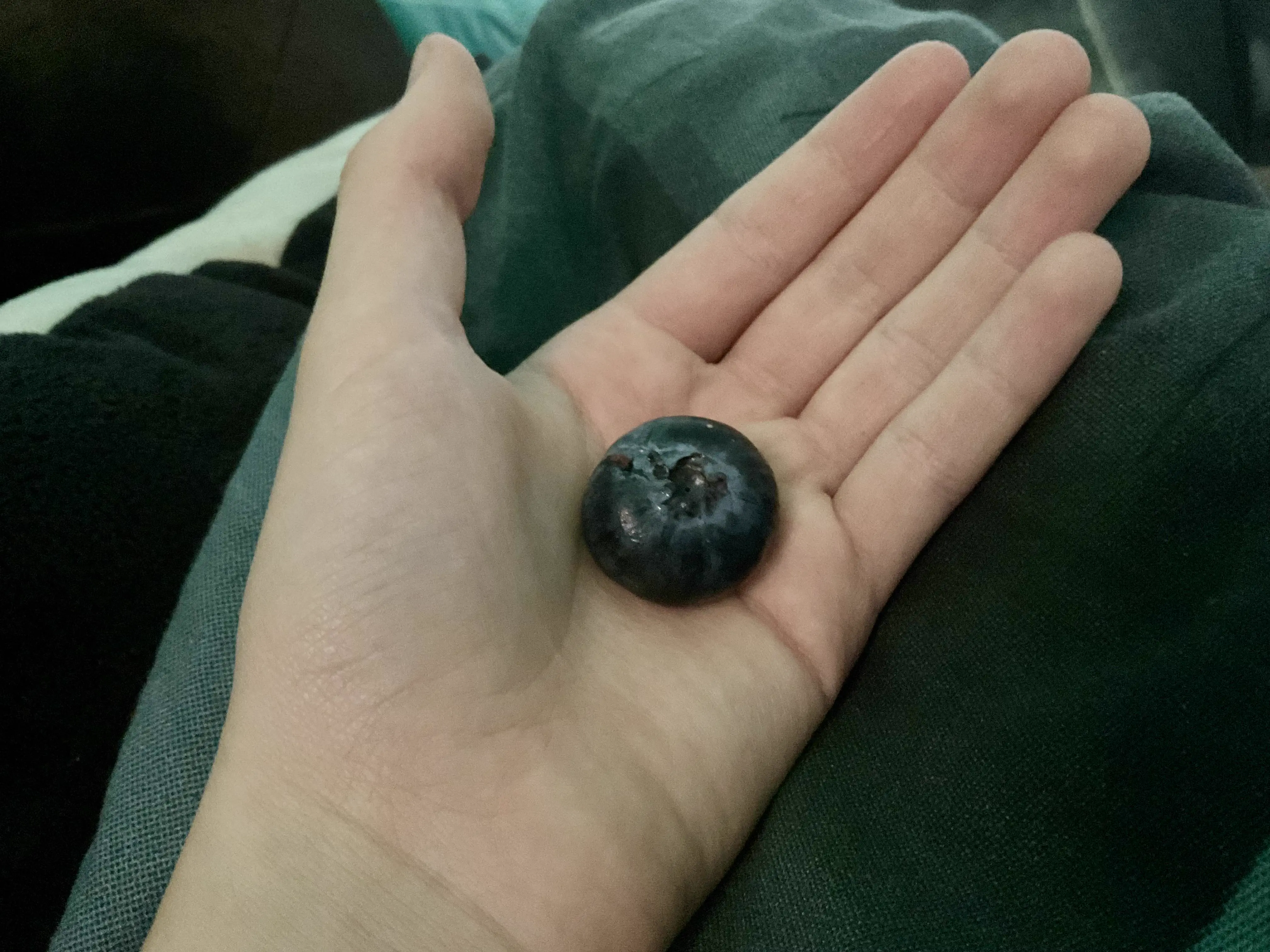 12 Giants That Made Us Rethink Everything 𫣠17 Absolute units of a giant blueberry