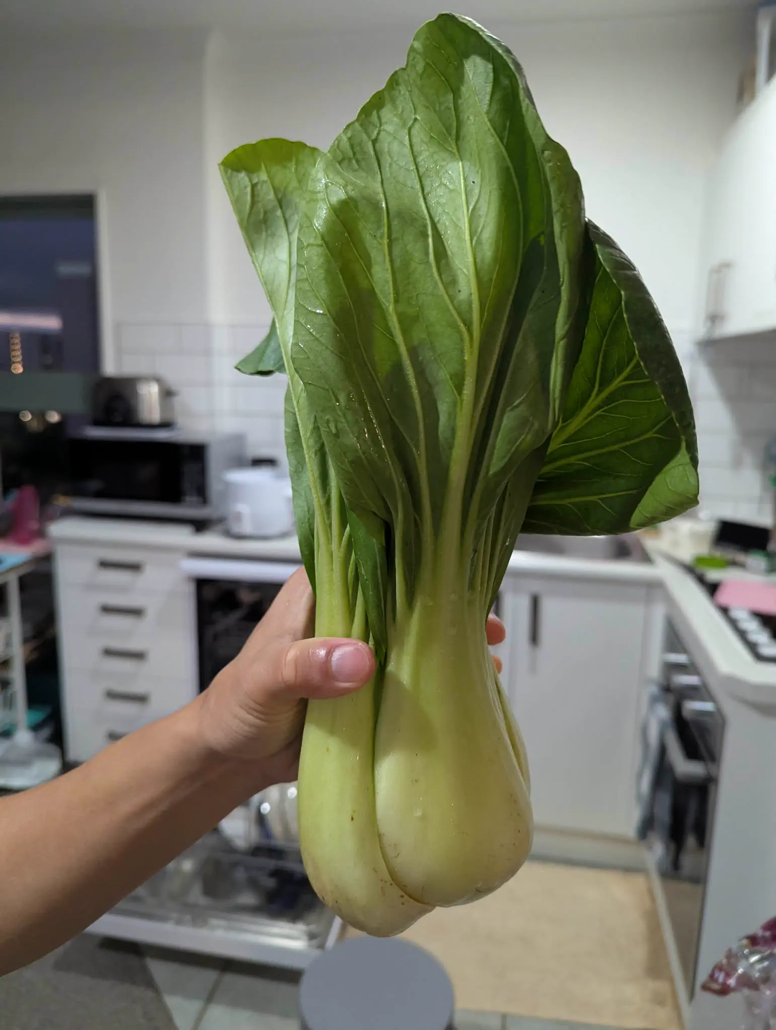 The 13 Most Enormous Beings Online That Will Blow Your Mind 🤯 19 Absolute Units of a bok choy