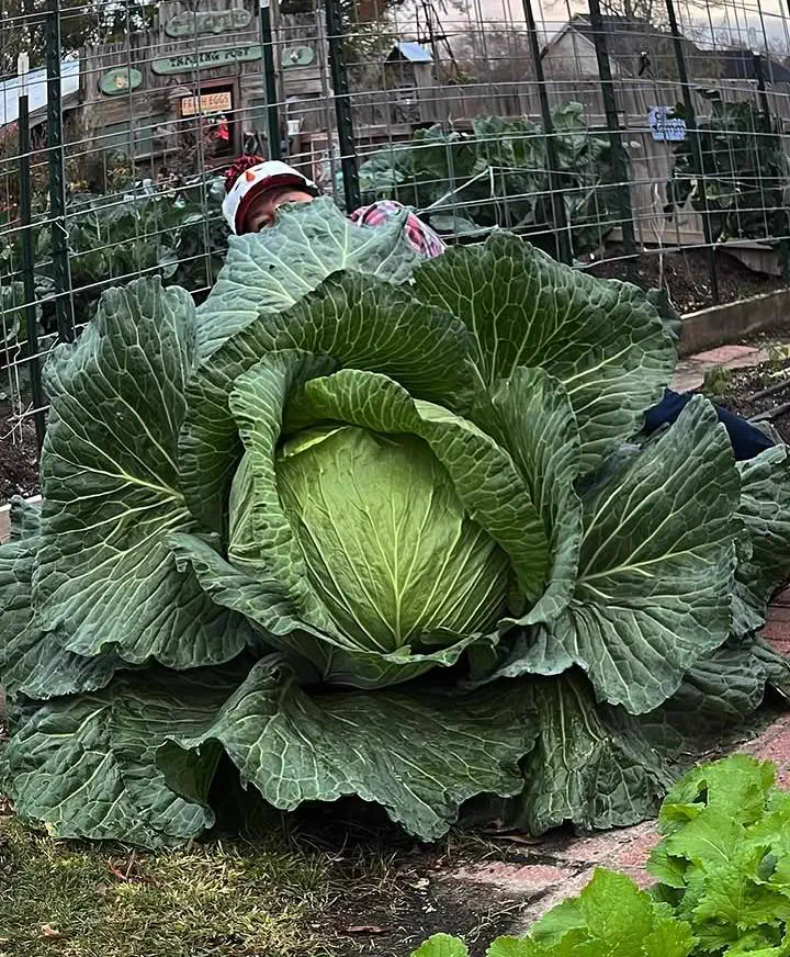 We Found 14 Chonky Wonders That Defy Logic and Shock Fans 😲 19 Absolute Units of a Cabbage