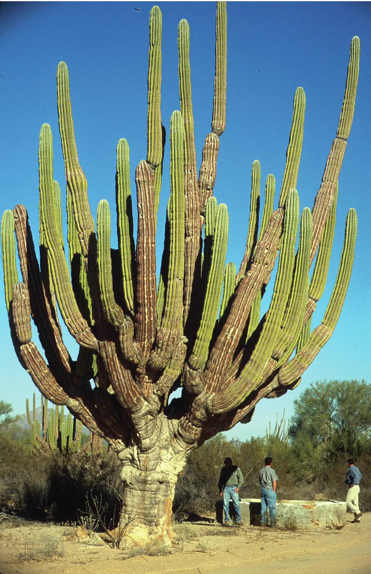 RANKING: The 13 Chonkiest Beings Ever Documented 19 Absolute Units of a cactus.