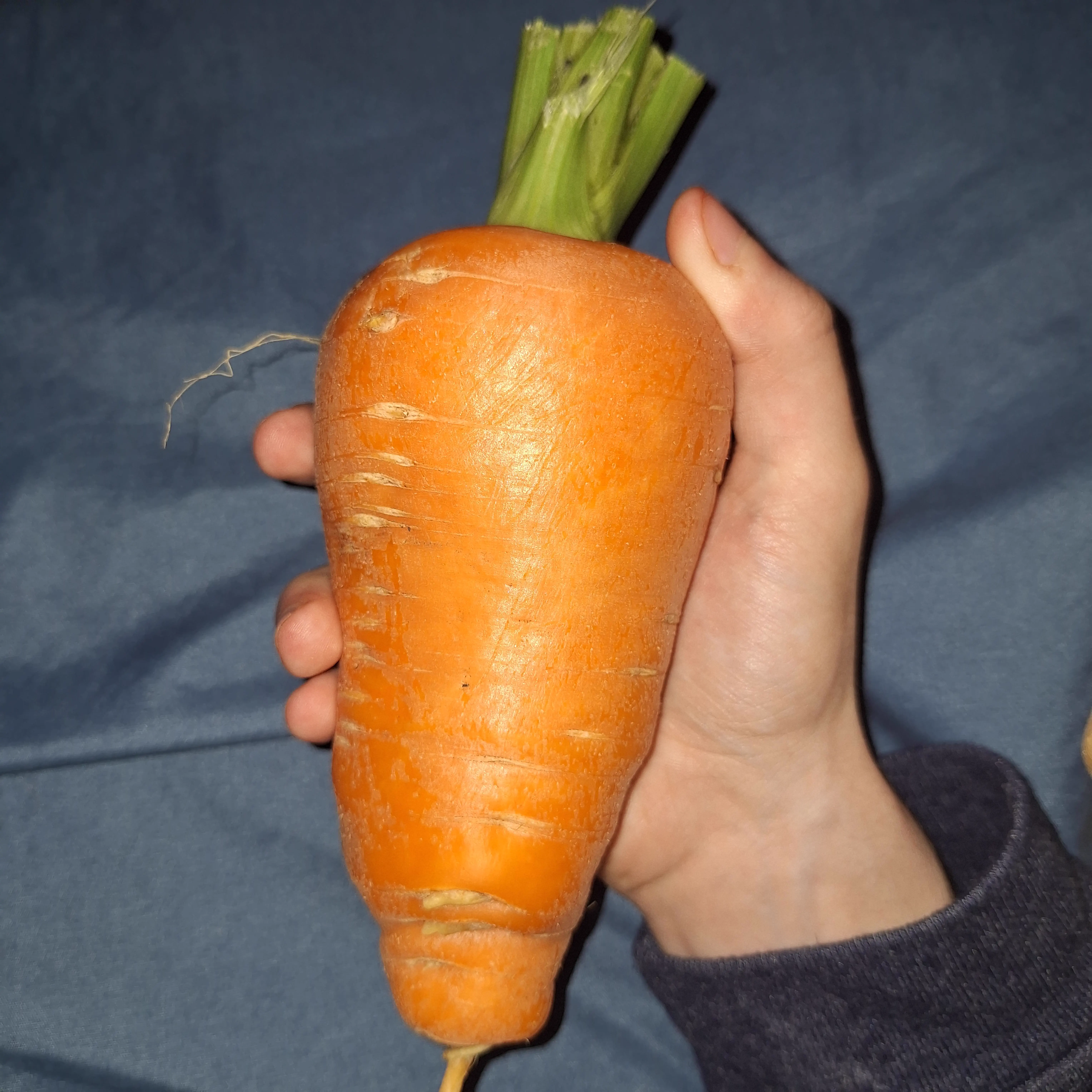 Why Are These 8 Giants So Ridiculously Massive? 12 Absolute Units of a carrot