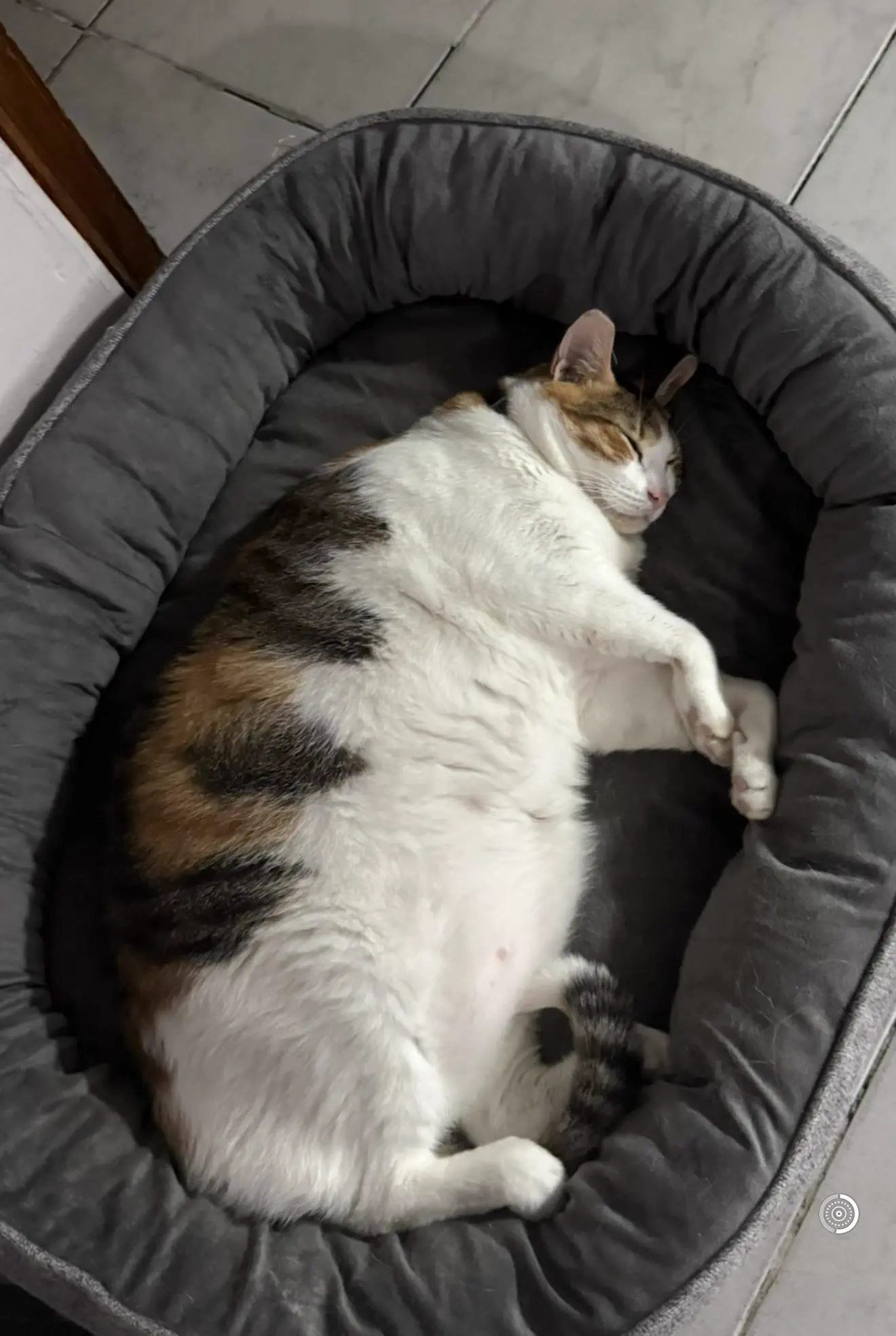The 10 Most Enormous Beings the Internet Caught đ« 18 Absolute Units of a cat
