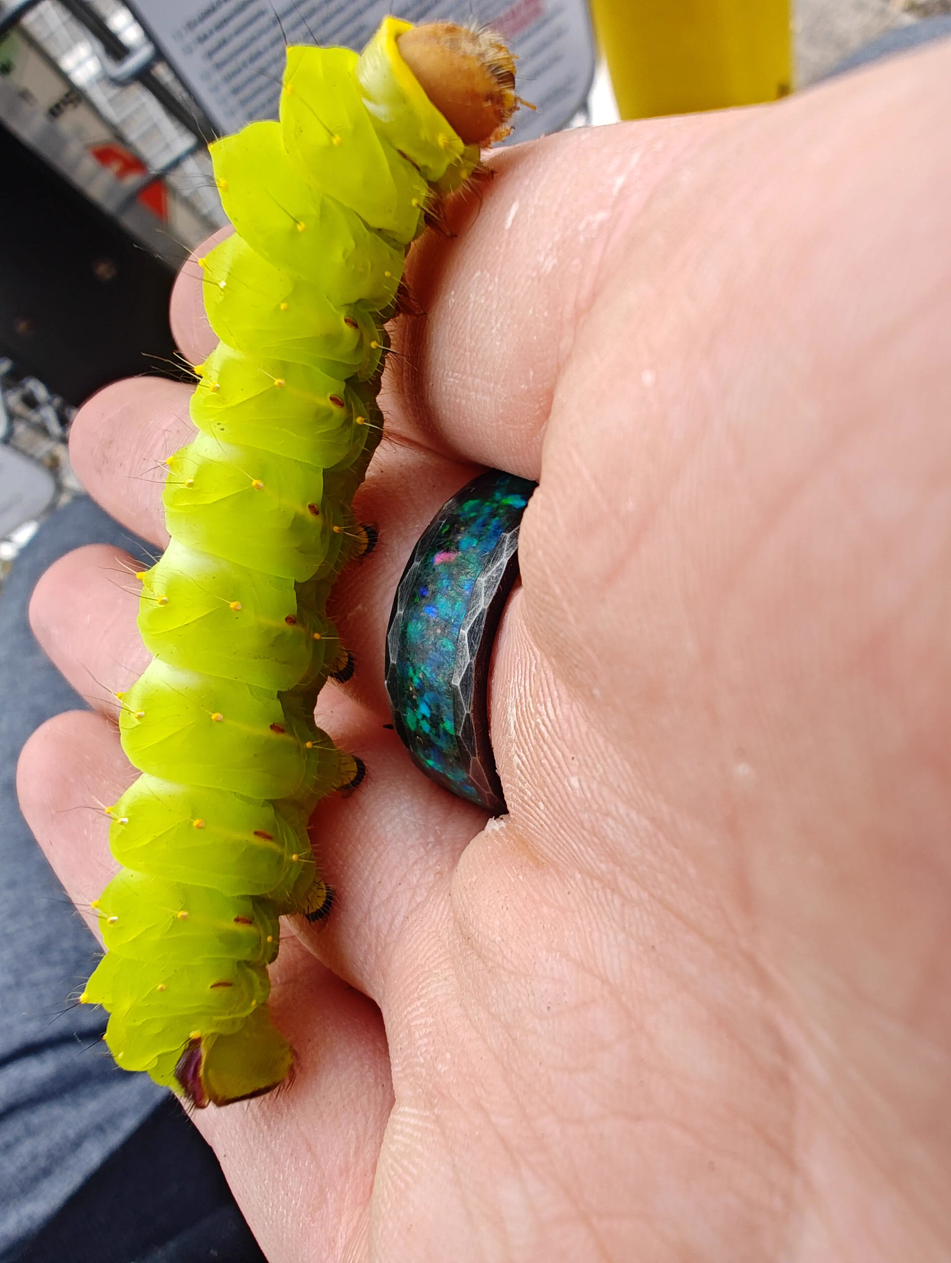 17 Giants That Made Us Question Reality 🫣 23 Absolute Units of a caterpillar