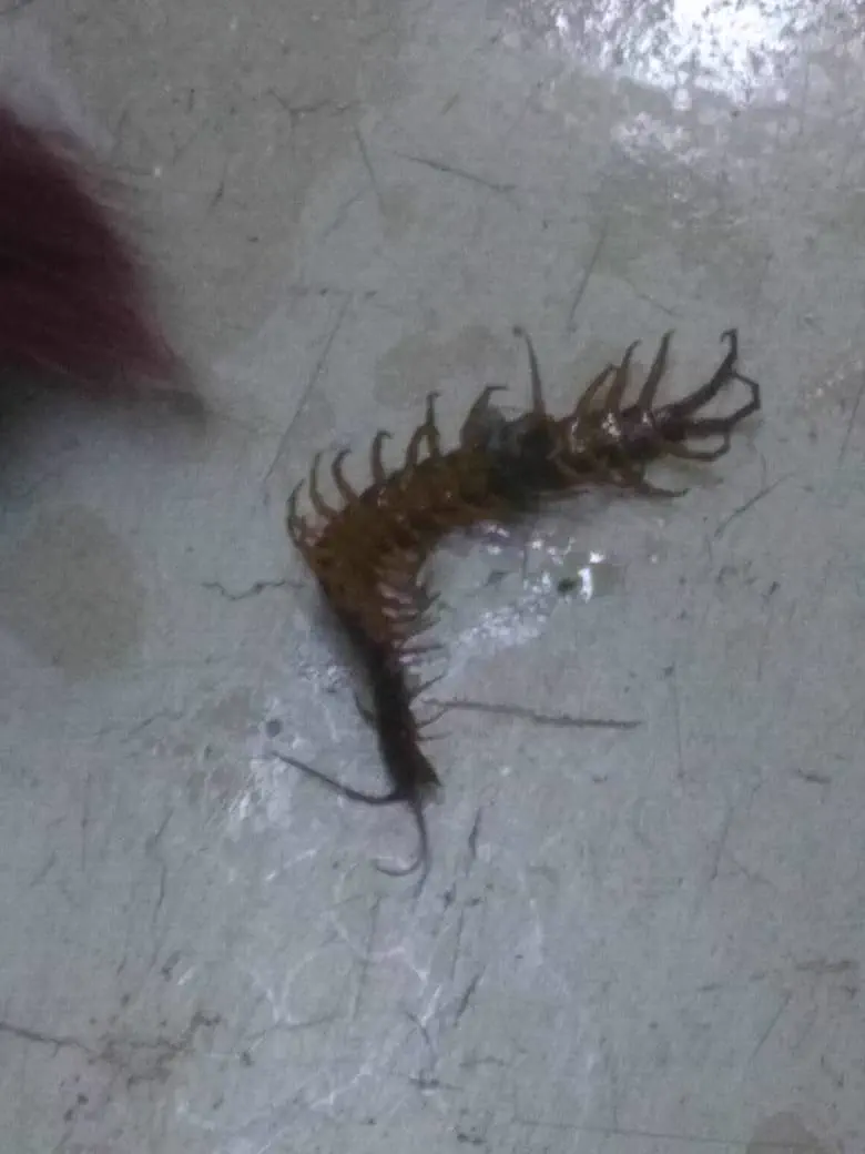 11 Absolute Giants That Made Us Question Reality 19 Absolute Units of a centipede the crawled my leg while I was taking a shower today.