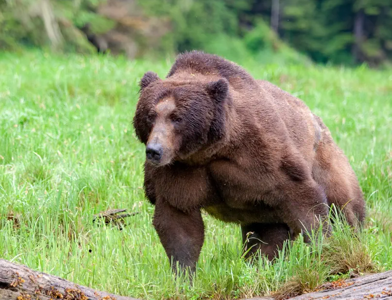 Wait Till You See These 8 Colossal Things Built Different🫣 15 Massive coastal brown bear showing its enormous size