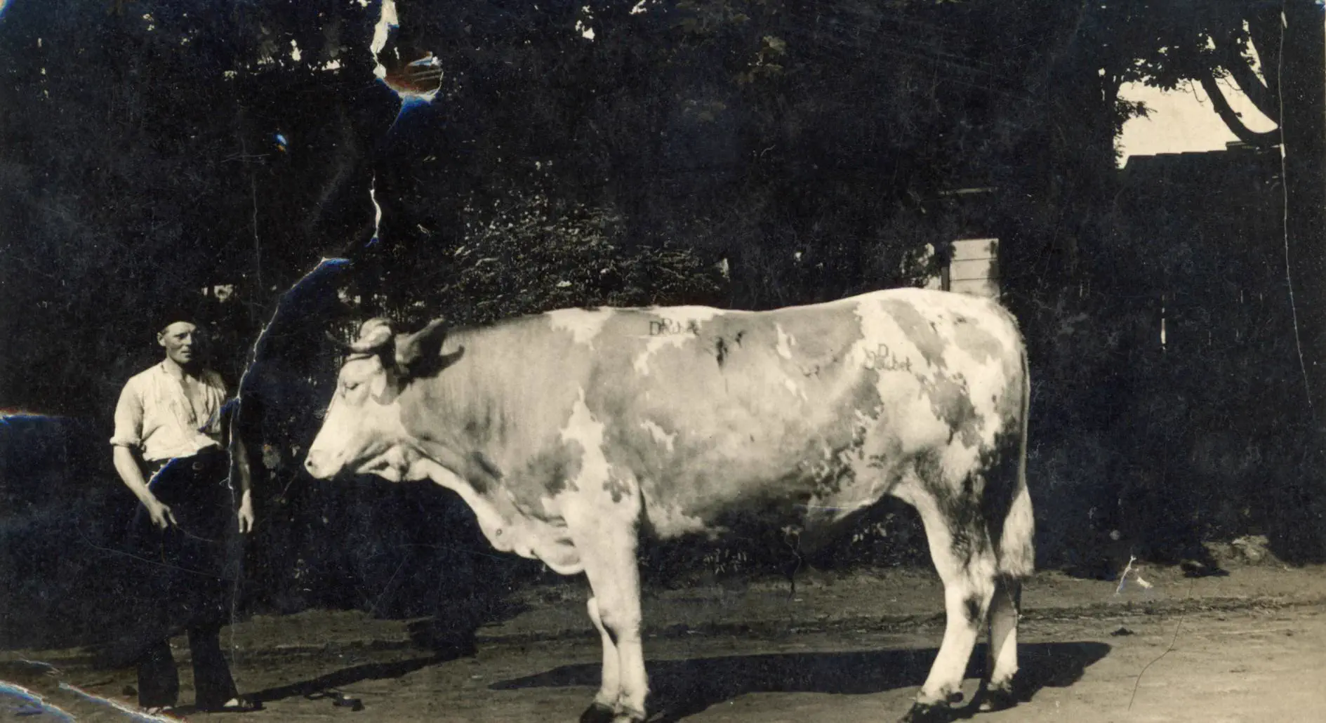 The 10 Most Enormous Beings the Internet Caught đ« 17 Absolute Units of a cow (from a family photo collection I'm digitizing. This is from Czechoslovakia in the 1950s)