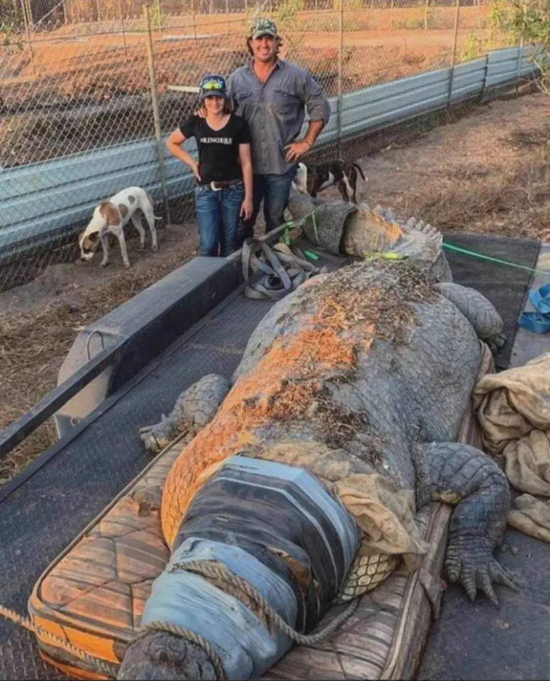14 Big Boys That Stole Our Hearts and Broke the Scale đ« 19 Absolute Units of a CROCODILE