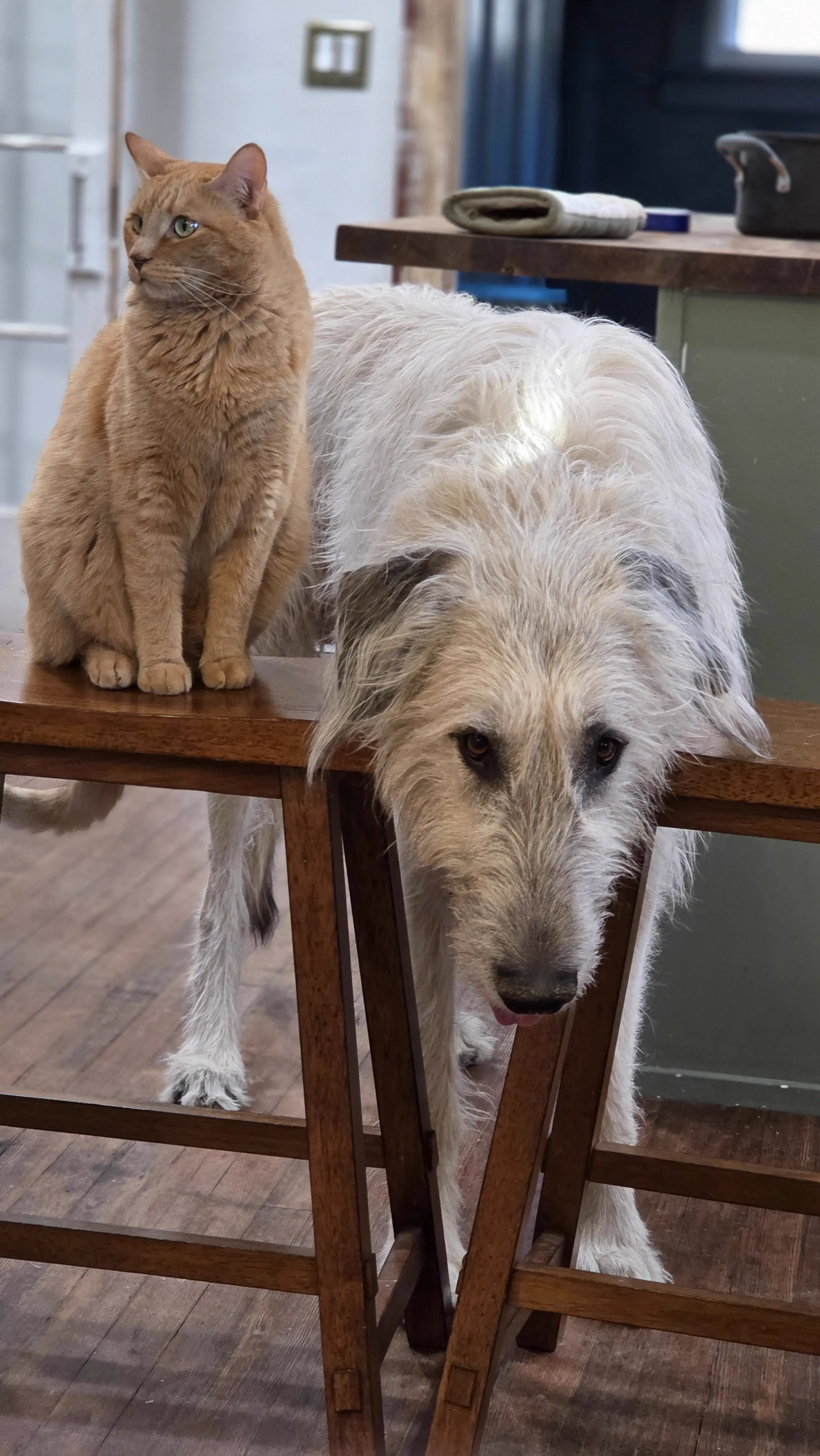 The 8 Most Enormous Beings the Internet Couldn't Scale đ« 15 Absolute Units of a dog