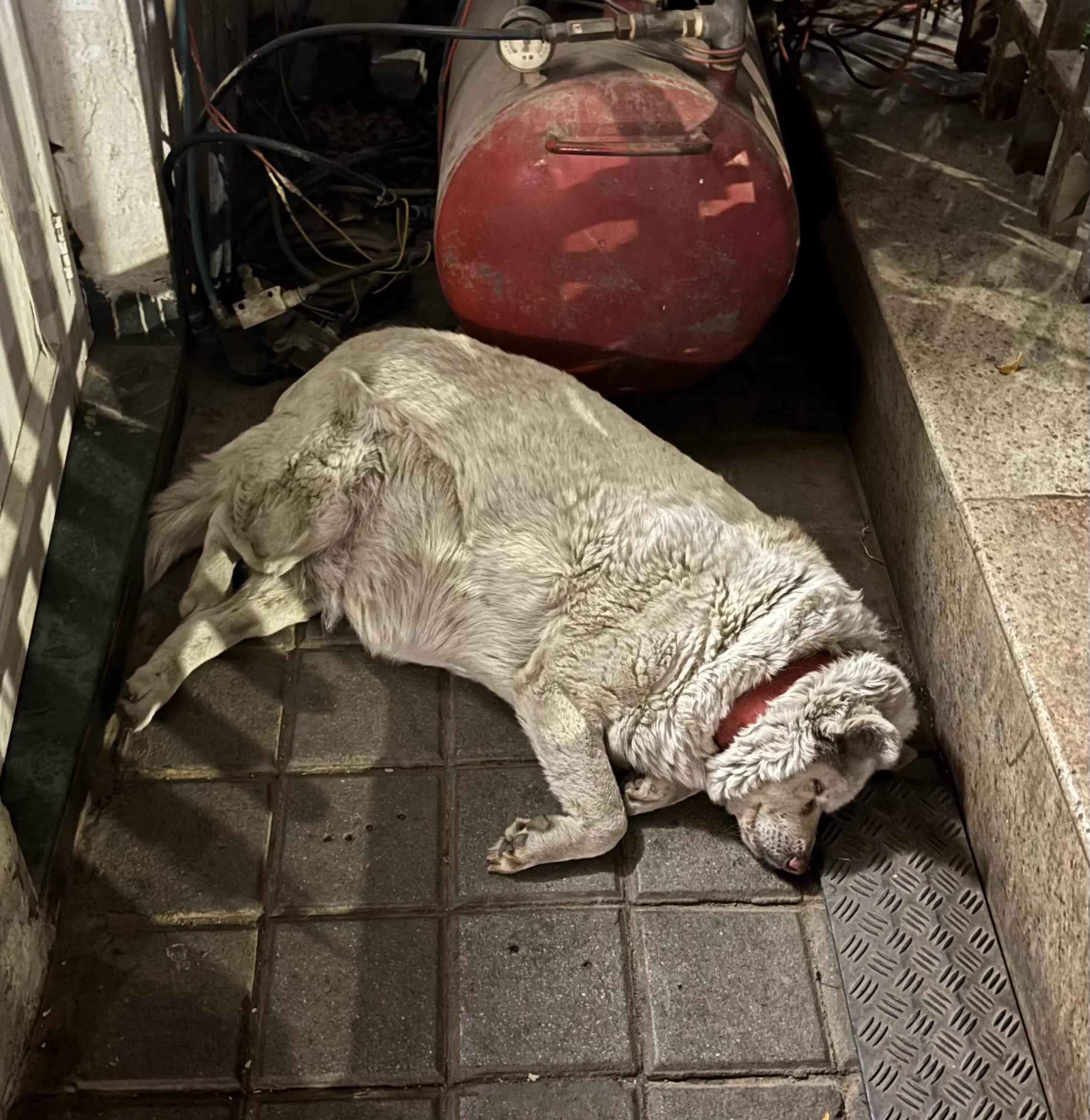 Wait Till You See These 12 Chonky Units Built Different đ« 23 Absolute Units of a dog outside a hotel security station in New Delhi India