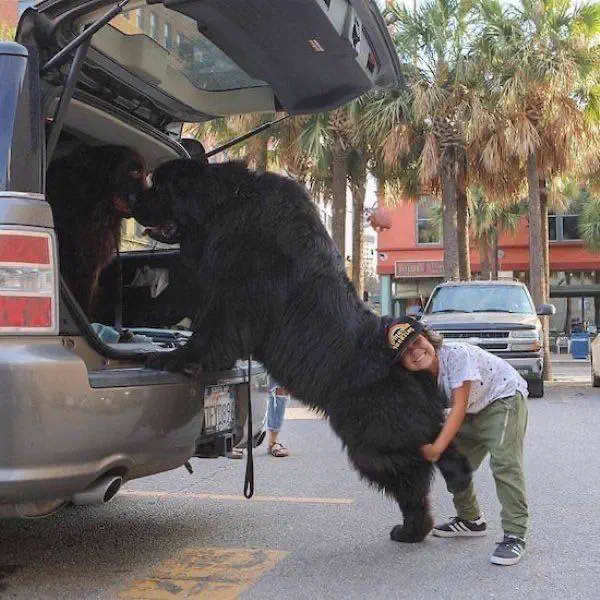 We Found 8 Things That Have No Business Being This Big đ« 13 Enormous dog that is an absolute unit
