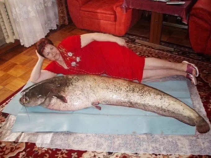 The 13 Most Enormous Beings Online That Will Blow Your Mind 🤯 26 Absolute Units of a fish