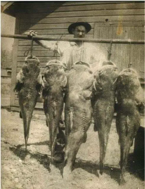 12 Giants That Made Us Rethink Everything 𫣠21 Absolute units of a group of massive fish