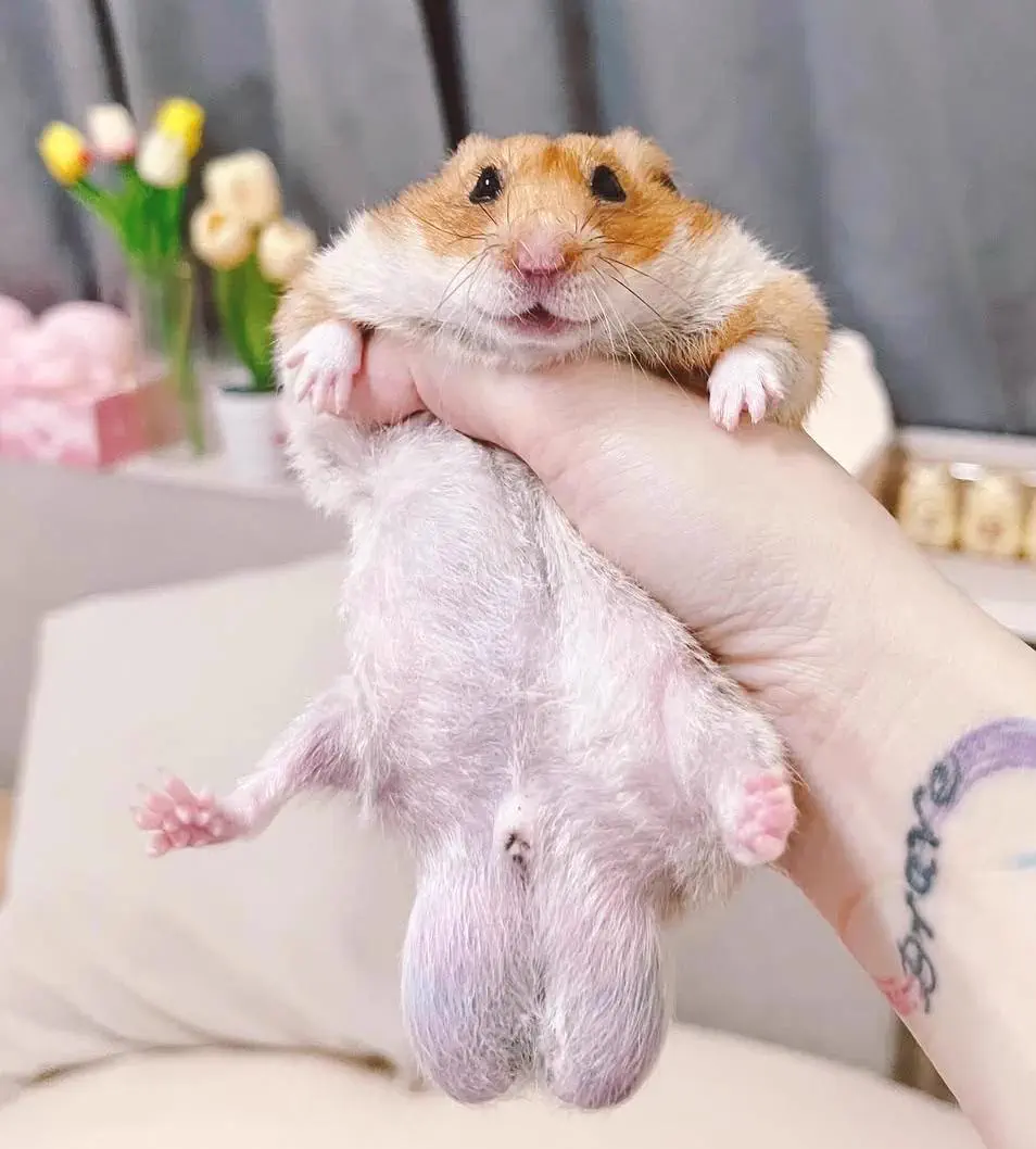 12 Giants That Made Us Rethink Everything 𫣠20 Absolute units of a hamster with oversized proportions