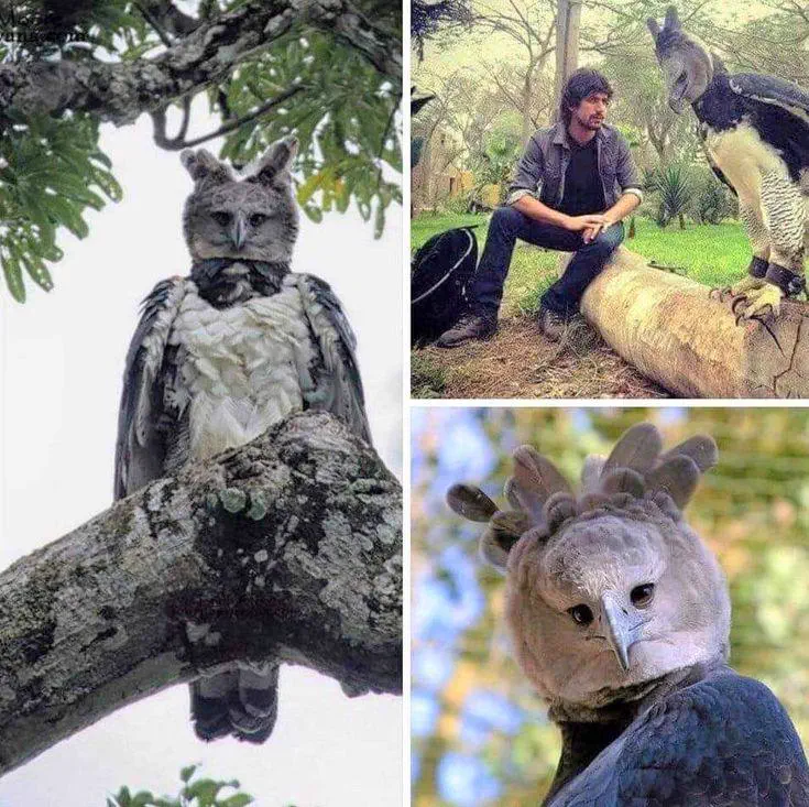 12 Giants That Made Us Rethink Everything 𫣠18 Absolute units of a massive harpy eagle
