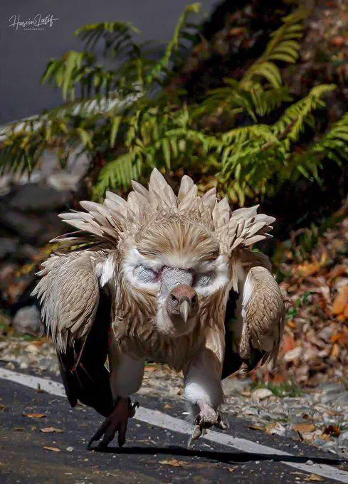 The 12 Chonkiest Units the Internet Couldn't Handle đ« 25 Absolute Units of a Himalayan Vulture