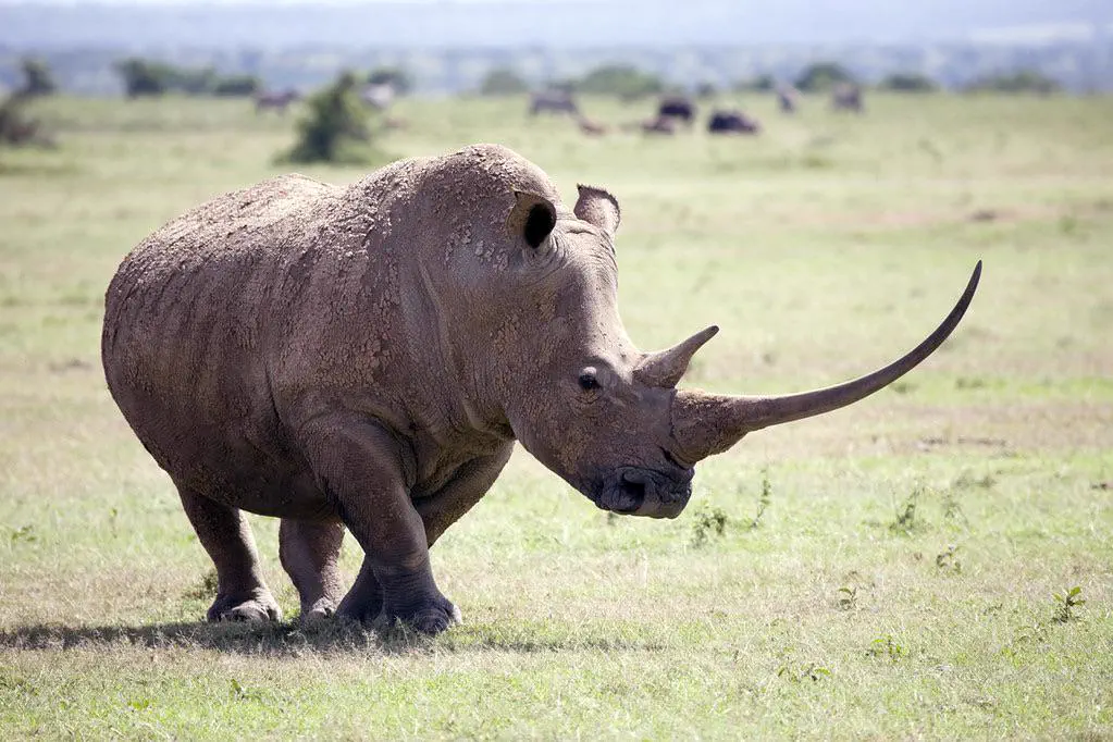 We Found 8 Things That Have No Business Being This Big đ« 10 Massive horn that is an absolute unit in size