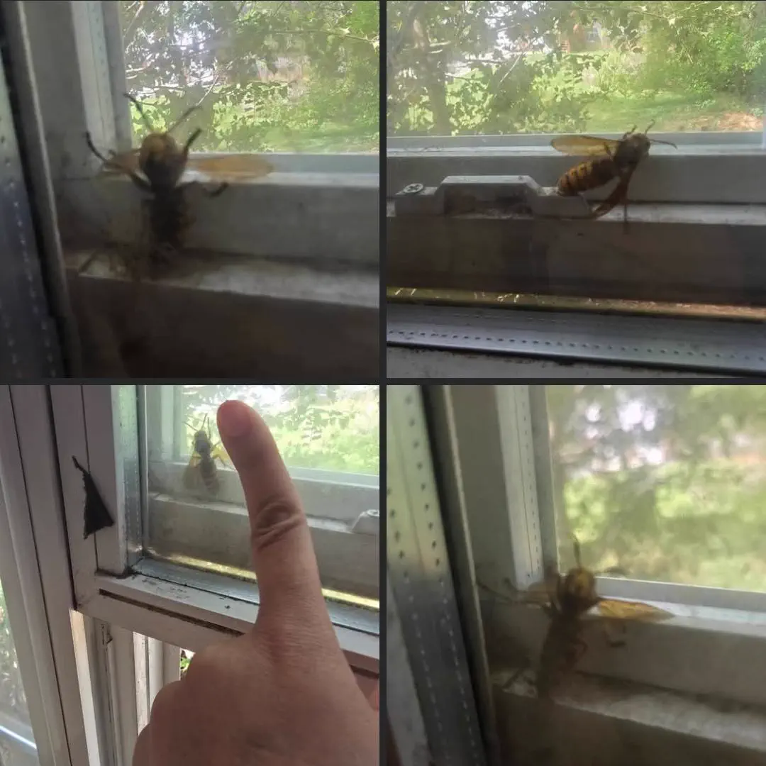 Wait Till You See These 8 Wonders of Absolute Units 🫣 14 Absolute Units of a hornet